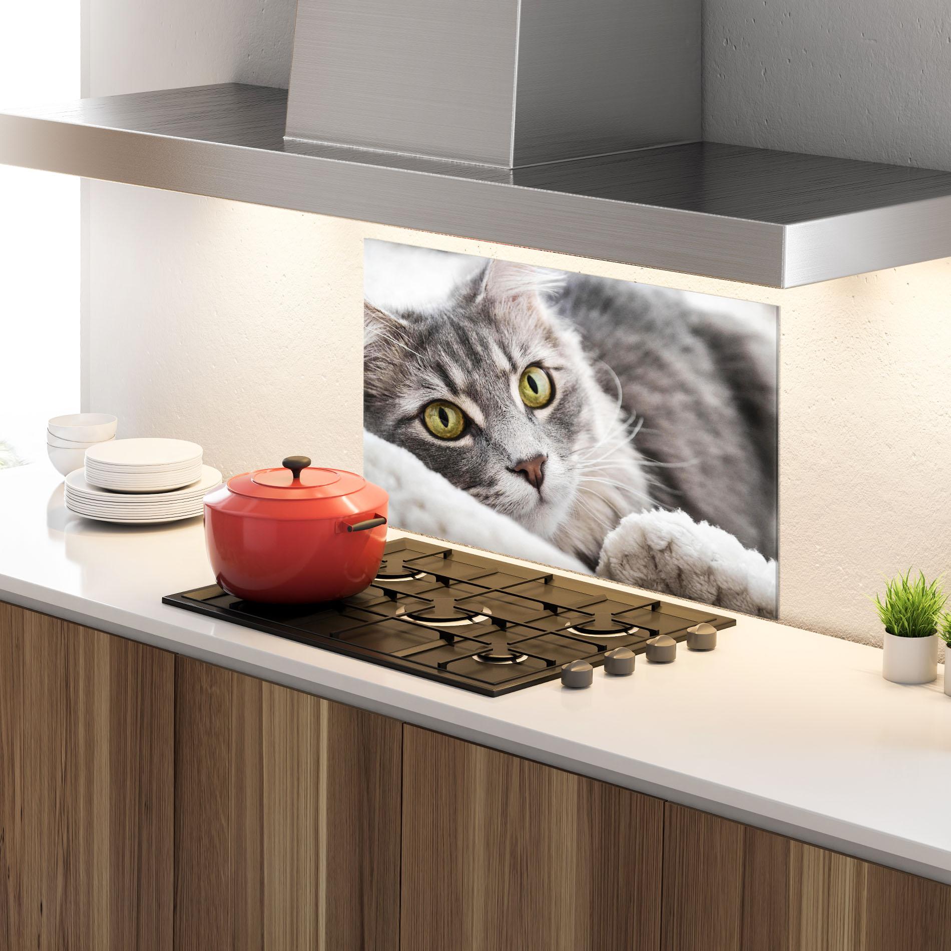 Konyhai üveg hátfal Grey Fluffy Cat mockup 4