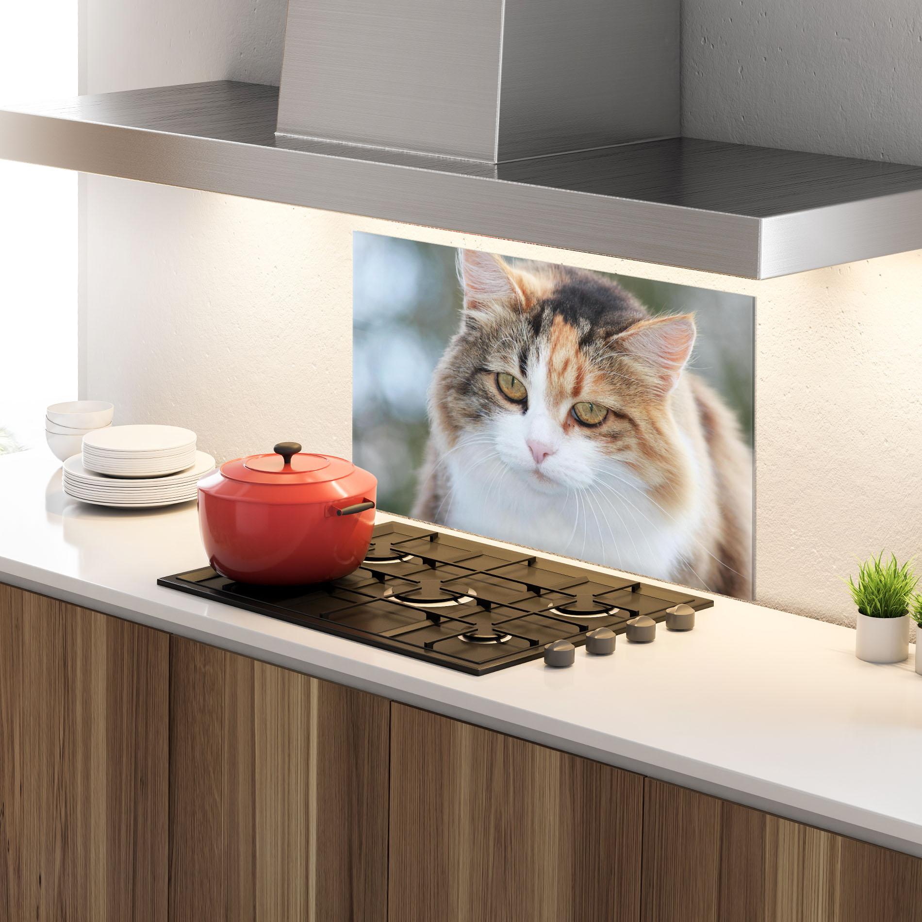Konyhai üveg hátfal Orange Brown Cat mockup 4