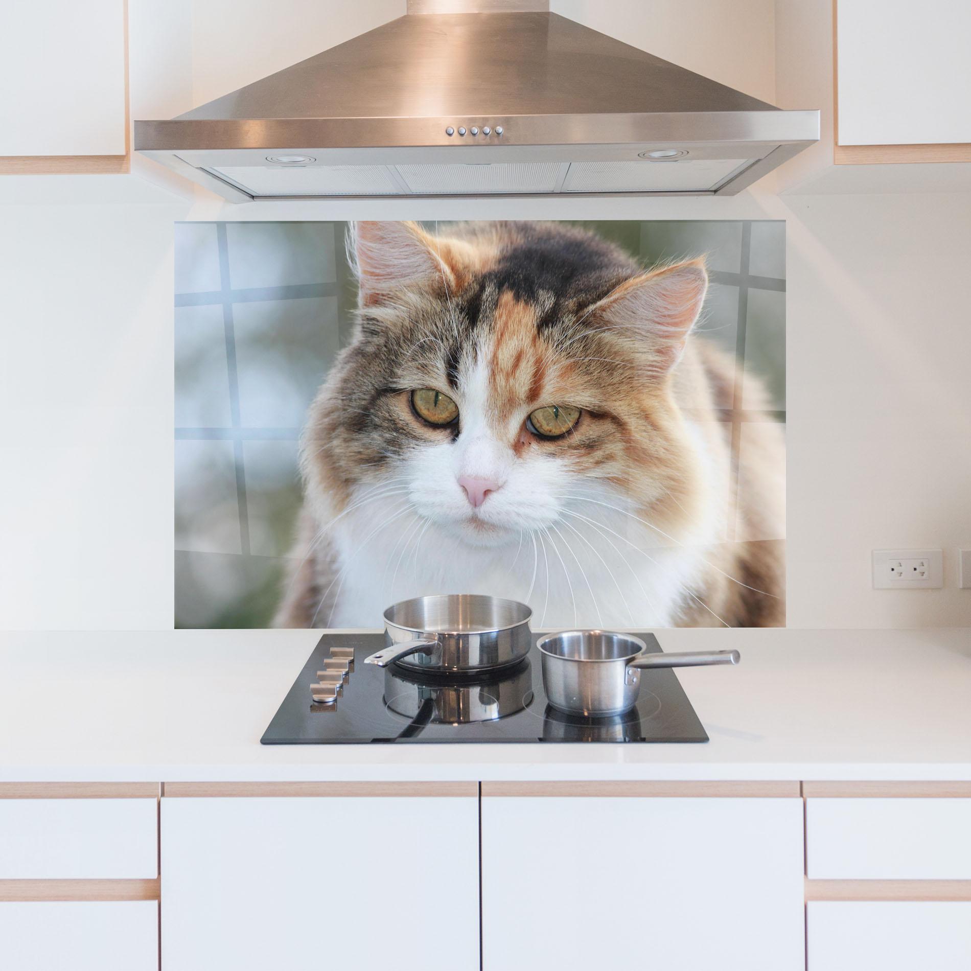 Konyhai üveg hátfal Orange Brown Cat mockup 5