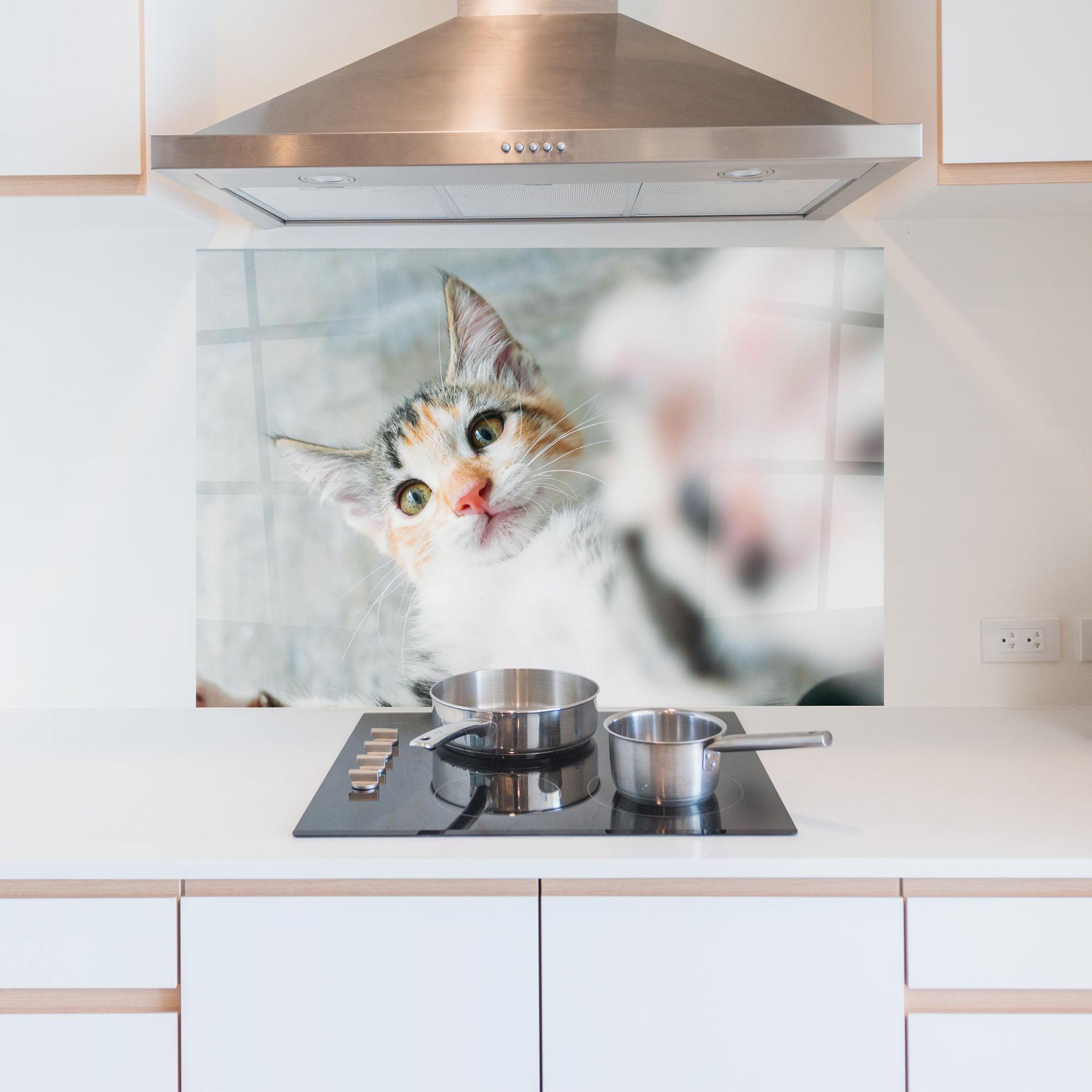 Konyhai üveg hátfal Pretty Pink Nose Cat mockup 5