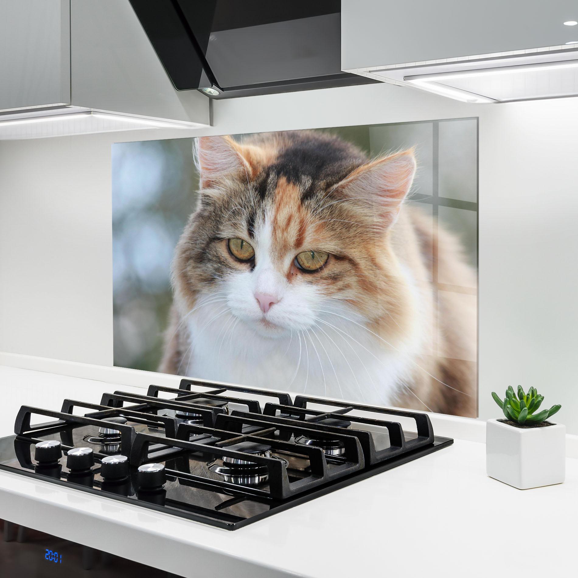 Konyhai üveg hátfal Orange Brown Cat mockup 6