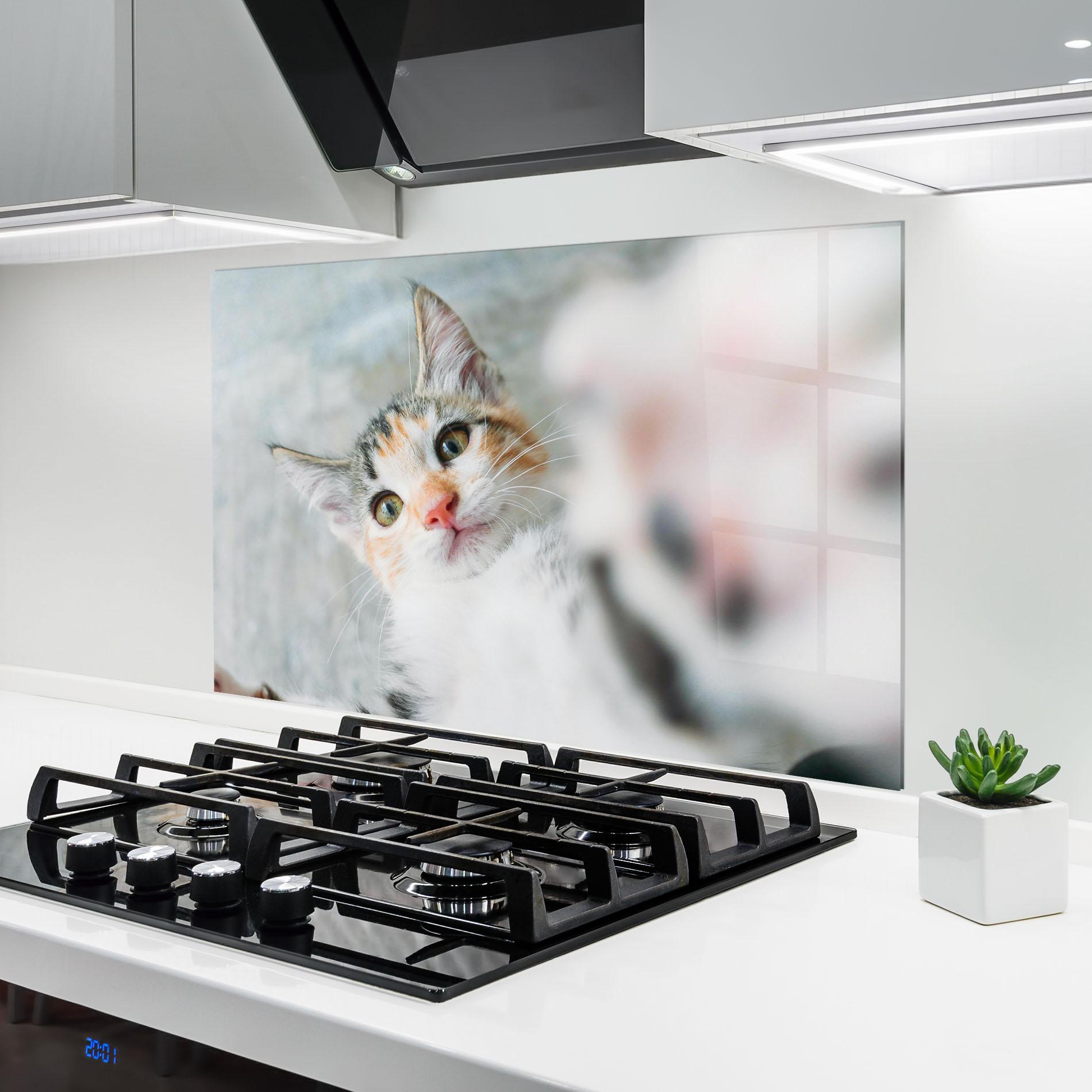 Konyhai üveg hátfal Pretty Pink Nose Cat mockup 6