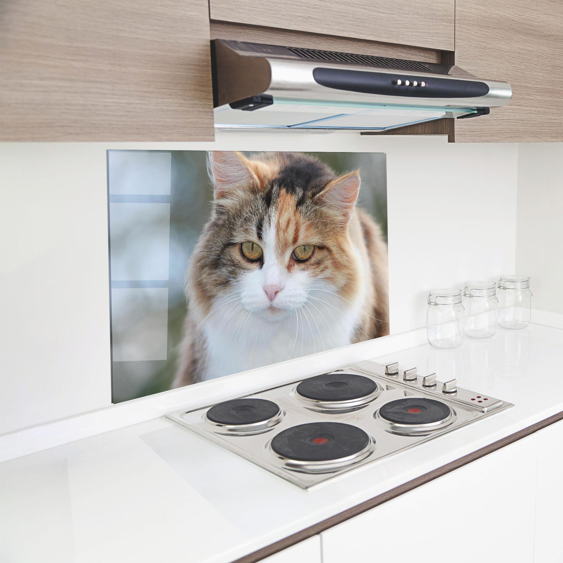 Konyhai üveg hátfal Orange Brown Cat mockup 8