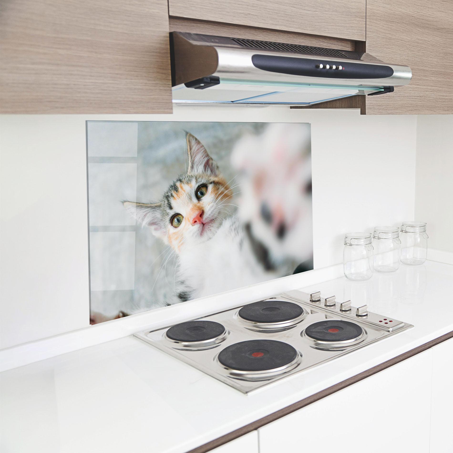 Konyhai üveg hátfal Pretty Pink Nose Cat mockup 8
