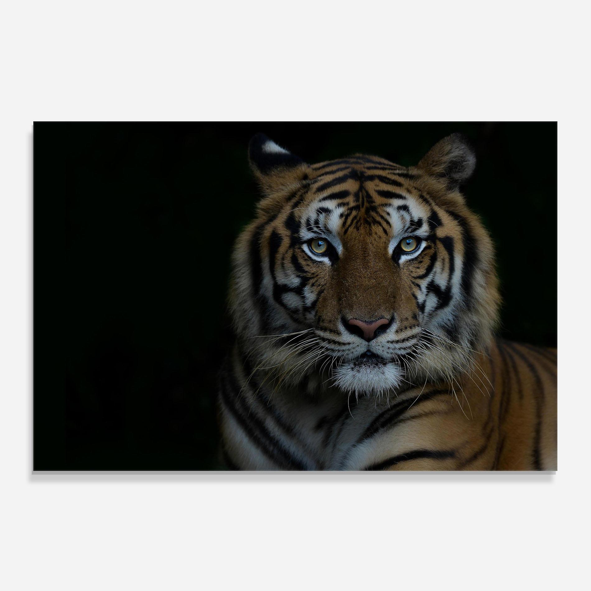 Konyhai üveg hátfal Close Up Tiger mockup 0