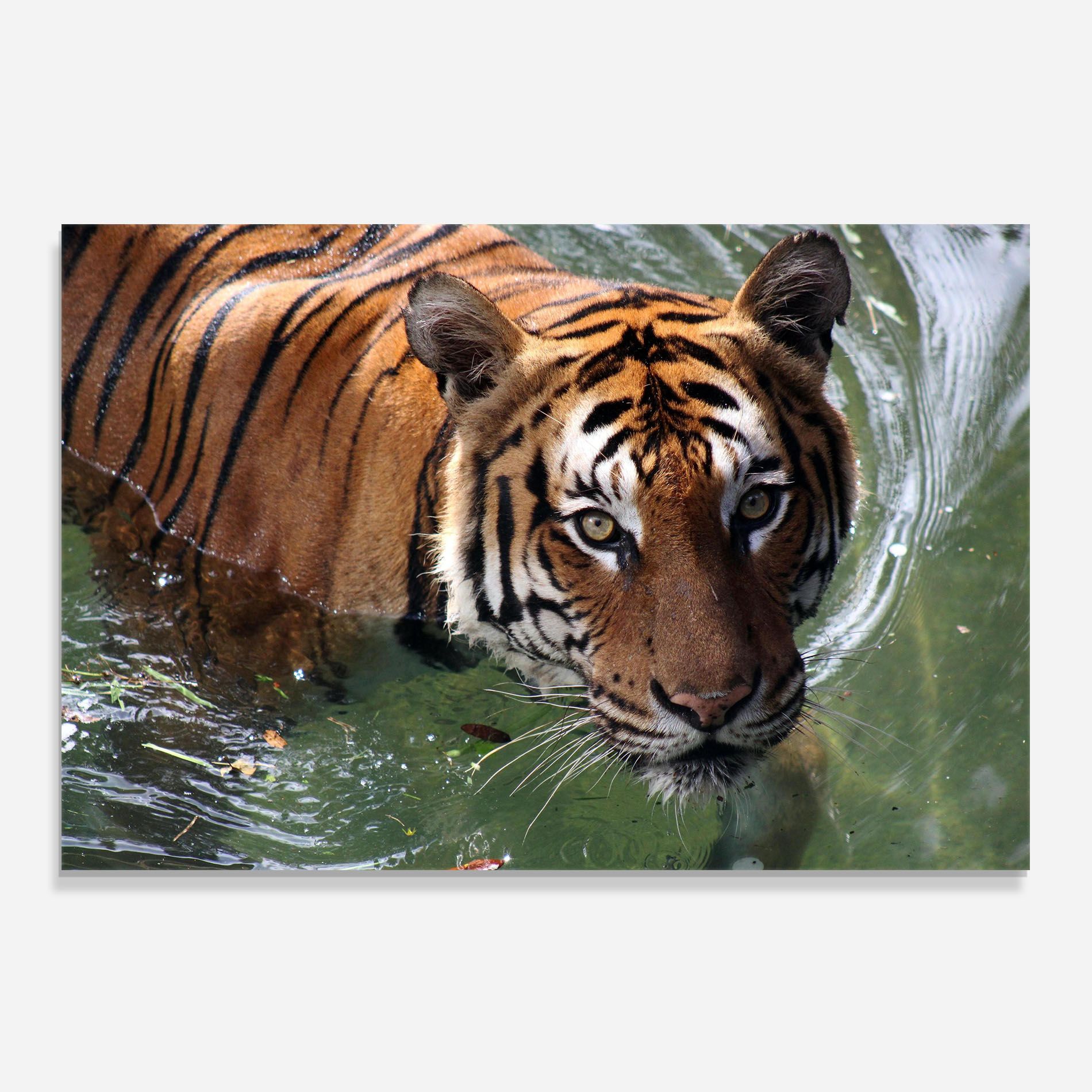Tiger Swimming mockup 0