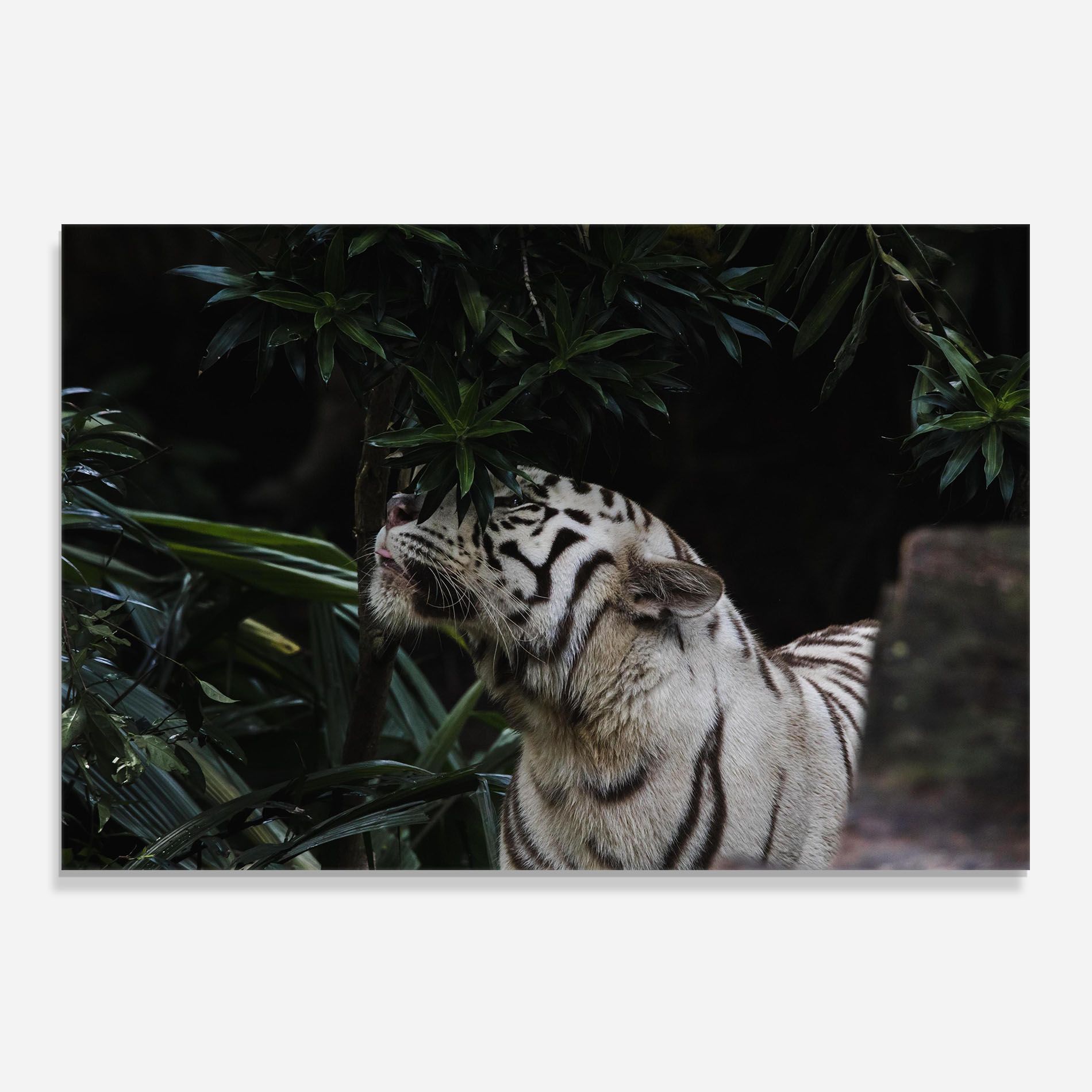 White Tiger mockup 0