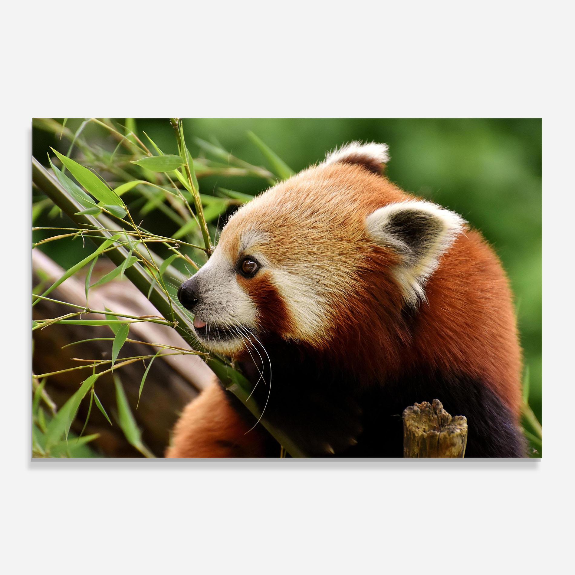 Konyhai üveg hátfal Cute Red Panda mockup 0