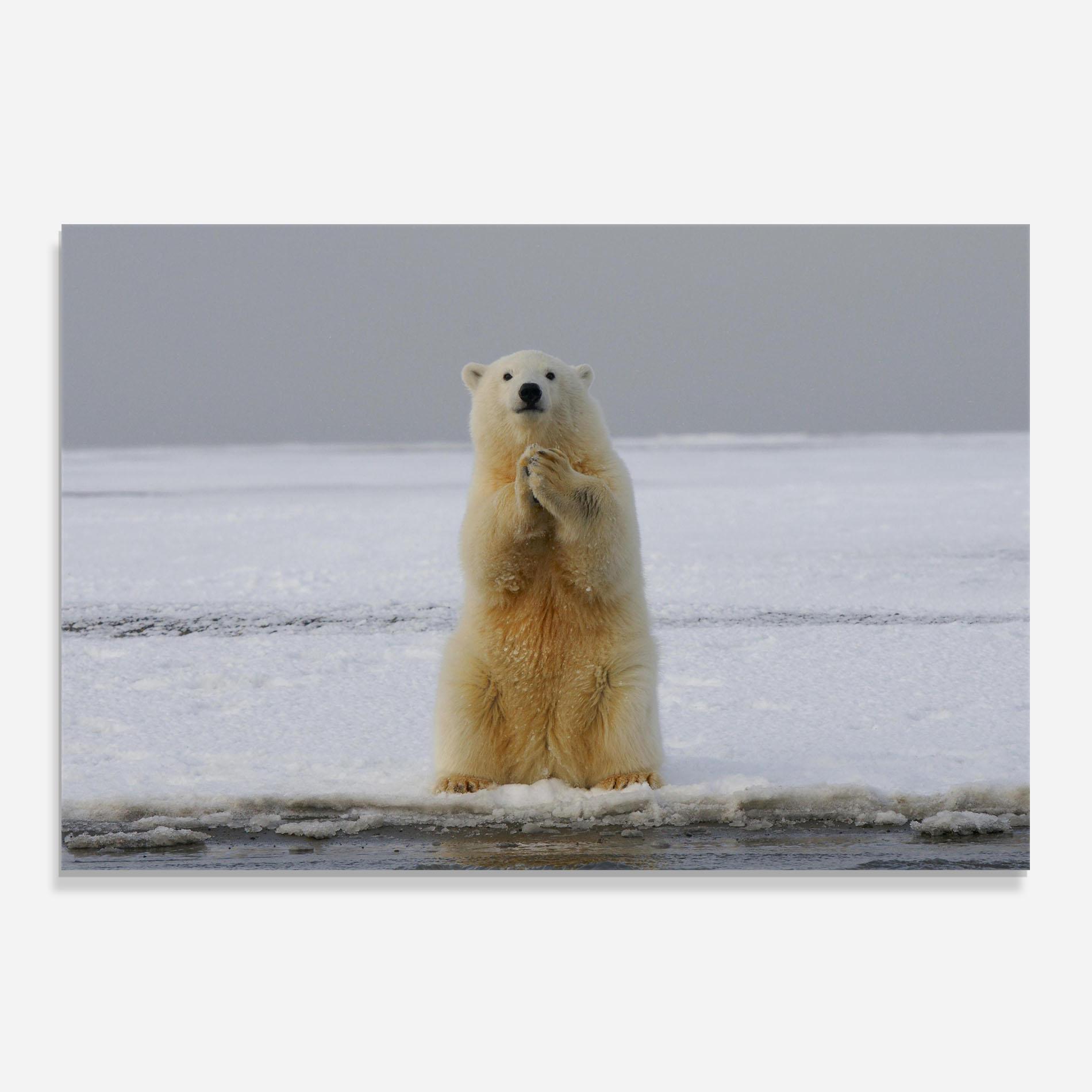Konyhai üveg hátfal Icebear Praying mockup 0
