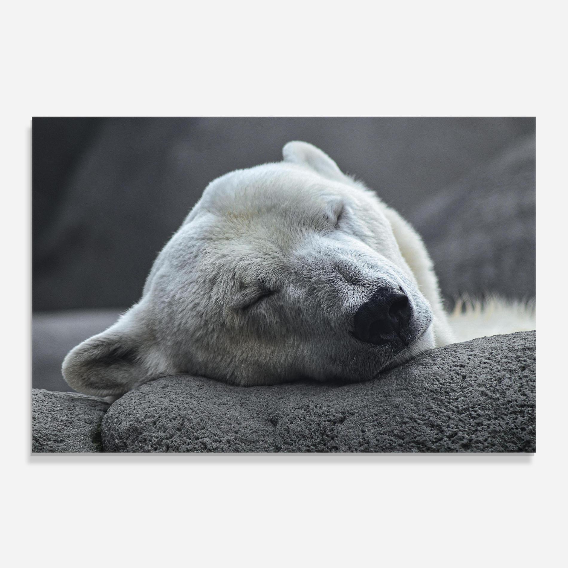 Konyhai üveg hátfal Icebear Sleeping mockup 0