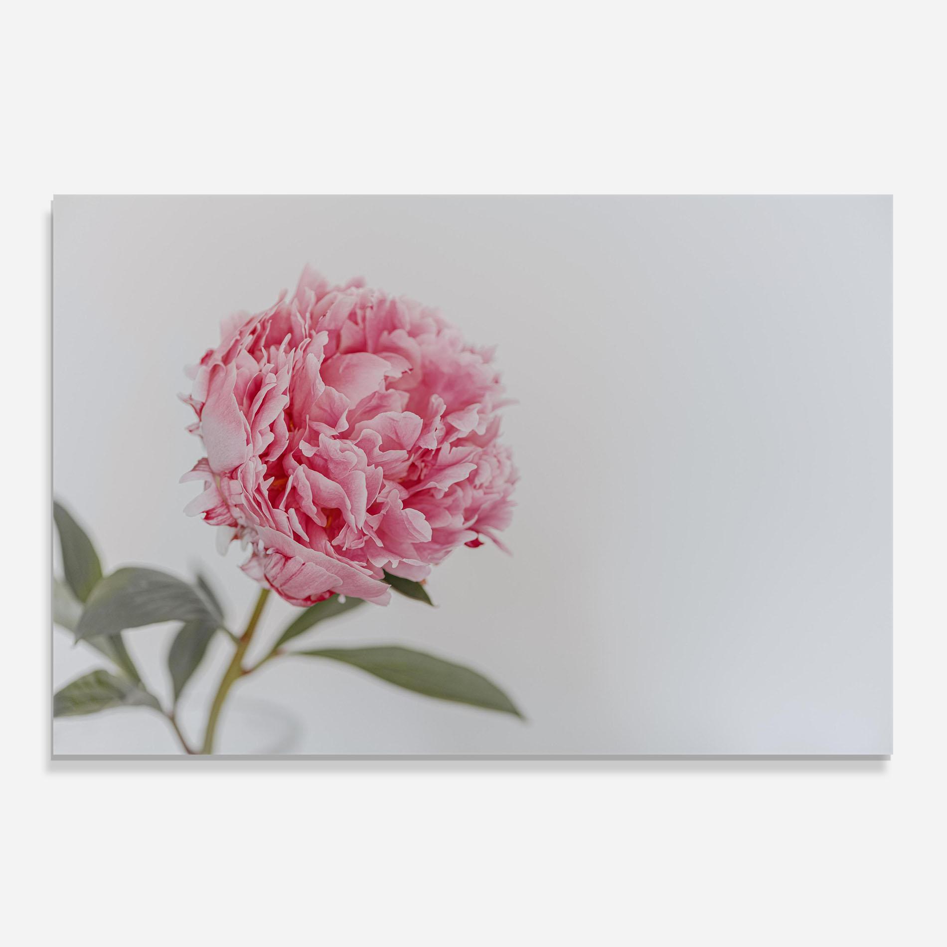 Konyhai üveg hátfal One Peony mockup 0