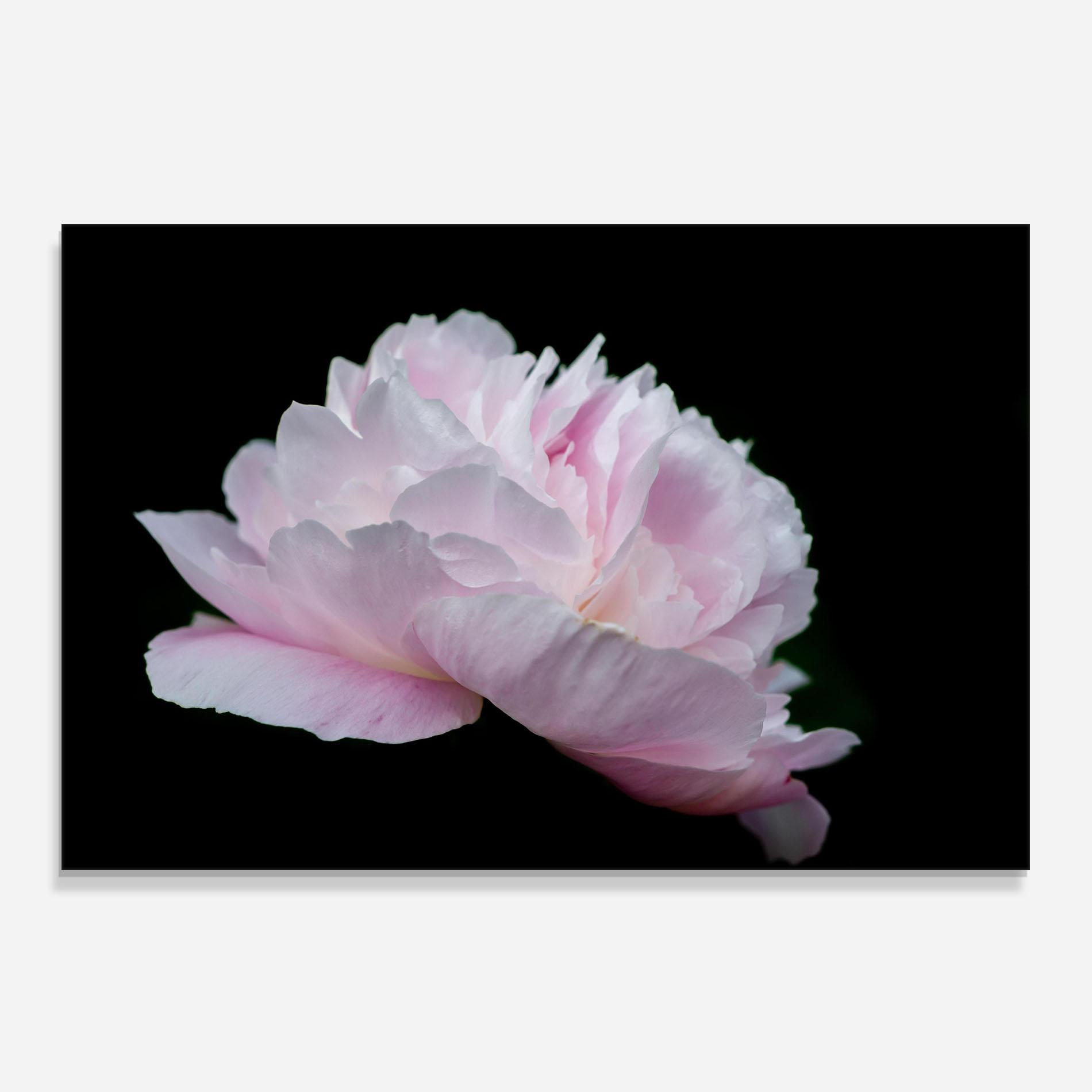 Konyhai üveg hátfal Pastel Peony On Black mockup 0