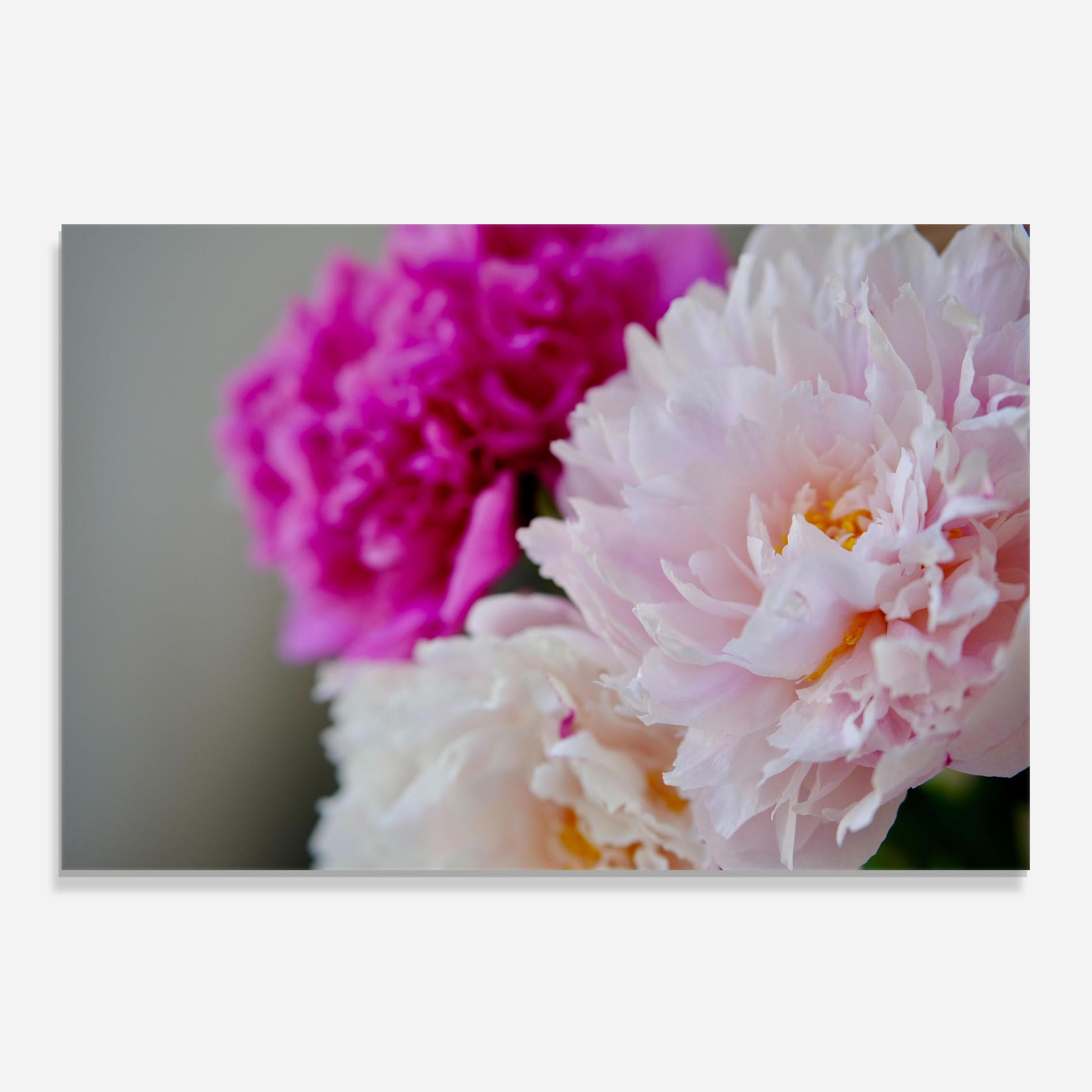 Peonies Close Up mockup 0