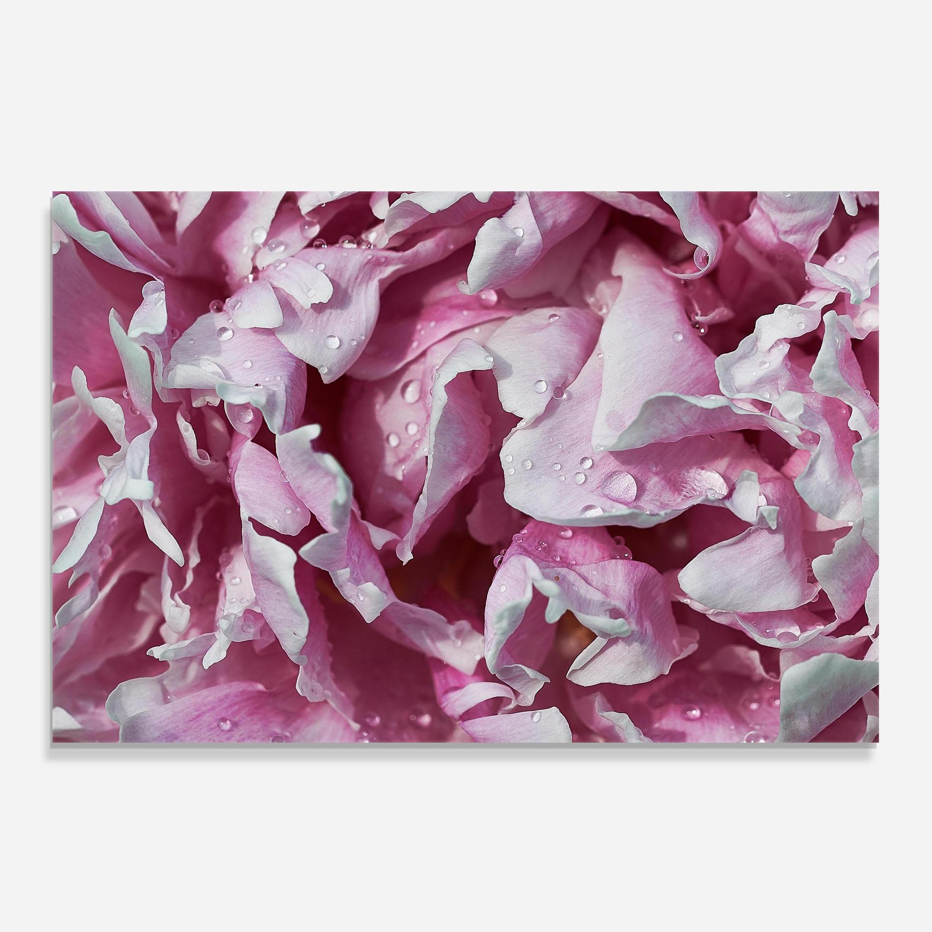 Konyhai üveg hátfal Peony Petals mockup 0