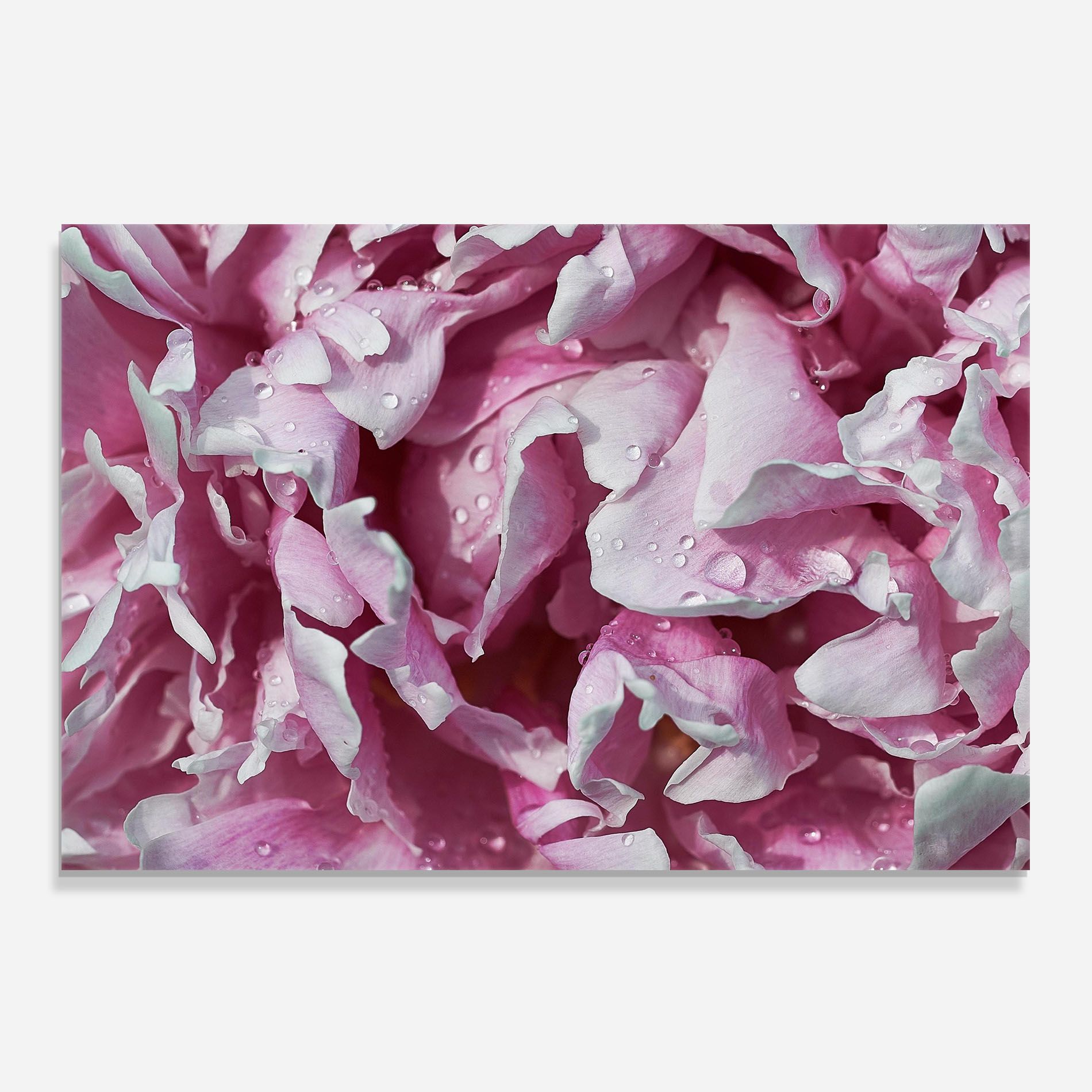 Peony Petals mockup 0