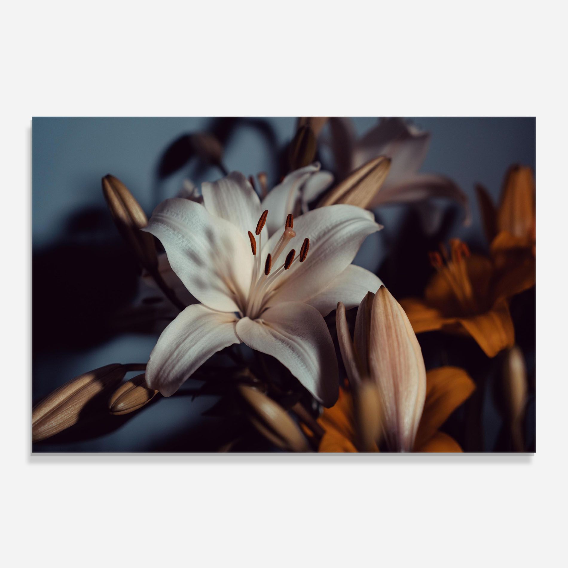 Cream Lily mockup 0