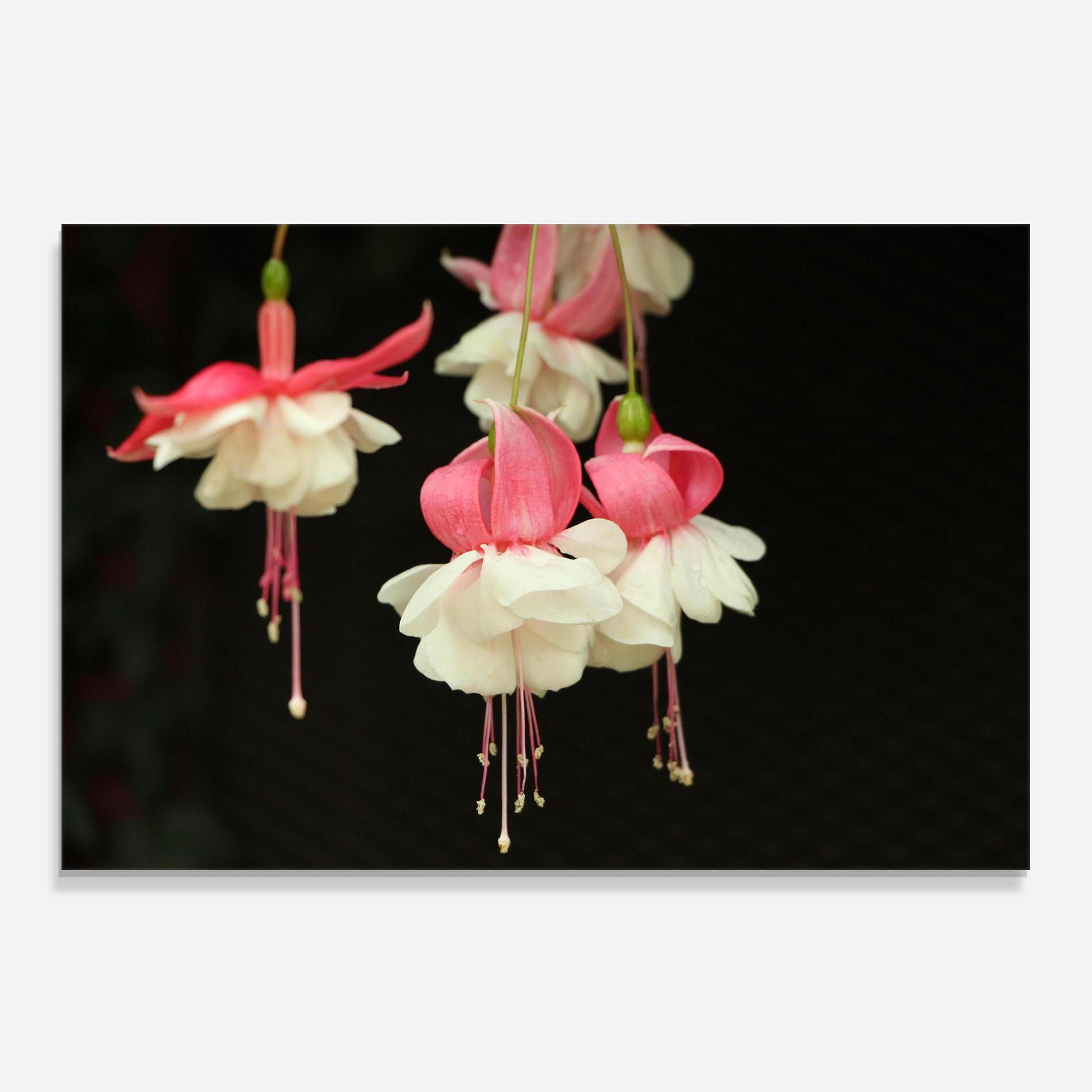 Konyhai üveg hátfal Amazing Exotic Plant mockup 0