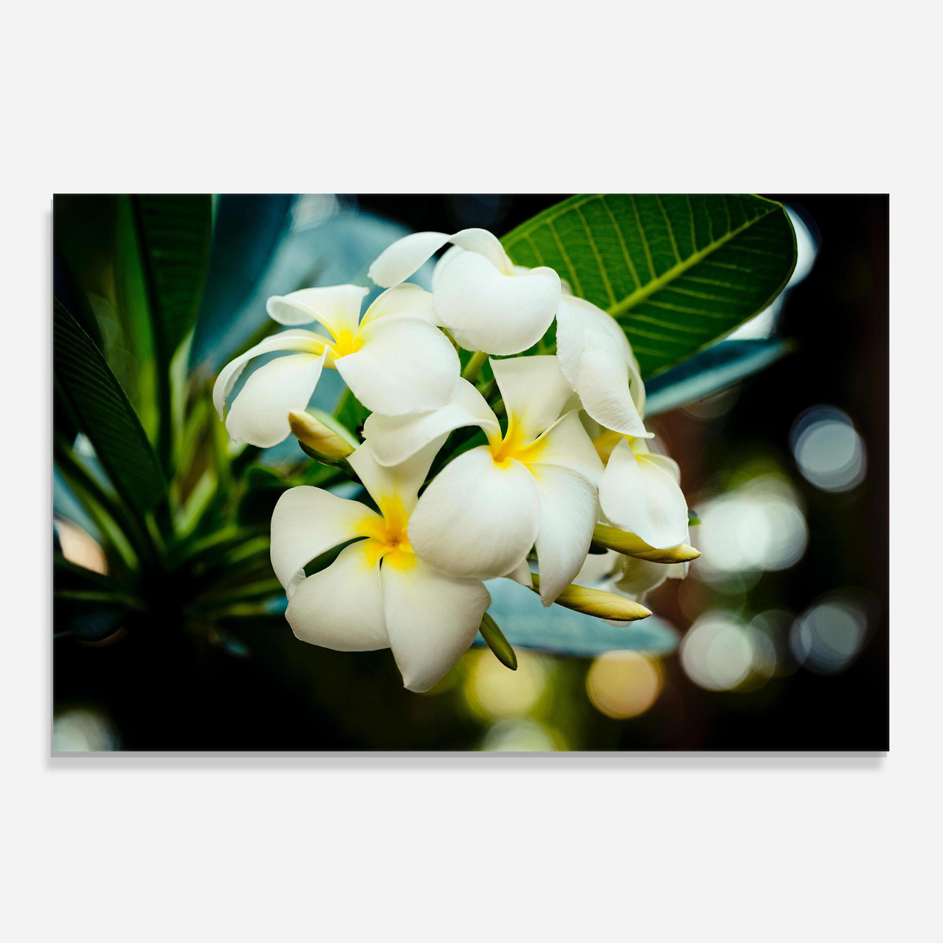 Konyhai üveg hátfal Beautiful White Exotic mockup 0