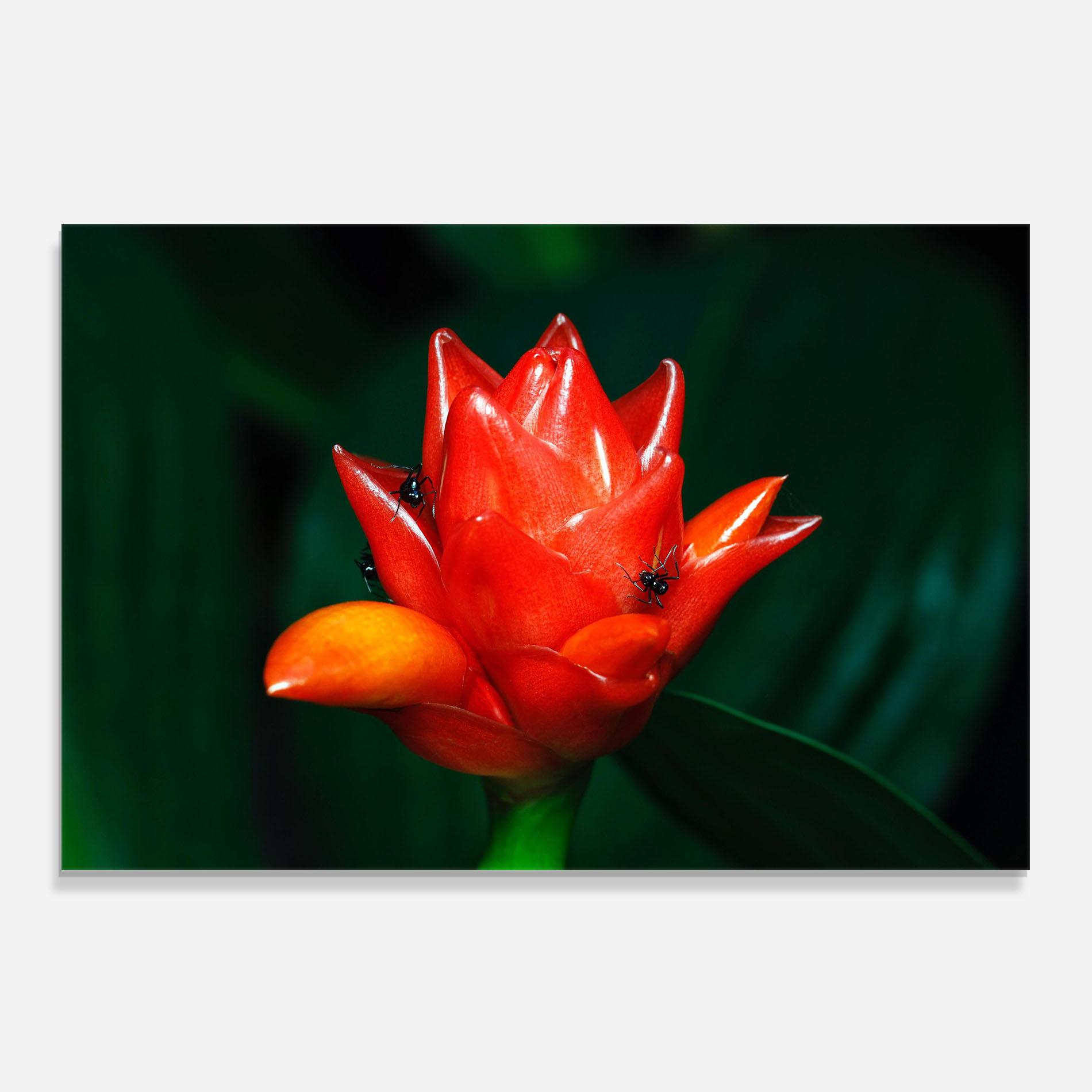 Konyhai üveg hátfal Cool Orange Exotic mockup 0