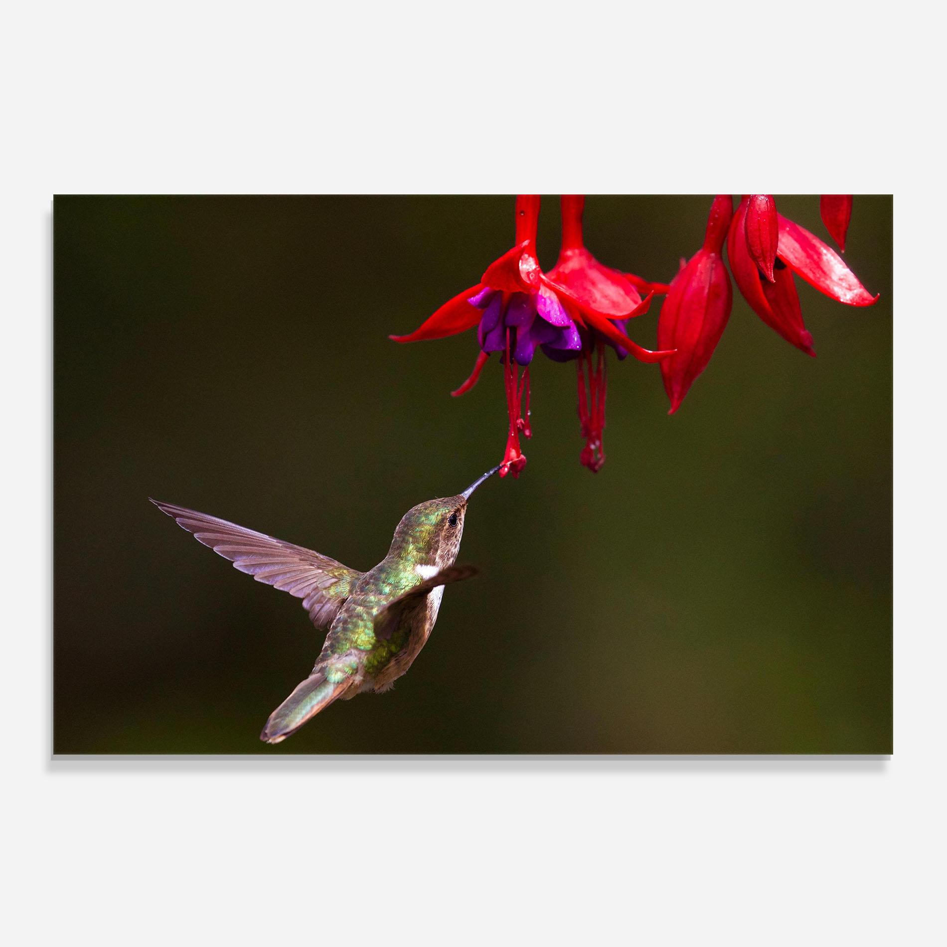 Konyhai üveg hátfal Exotic Flower Bird mockup 0