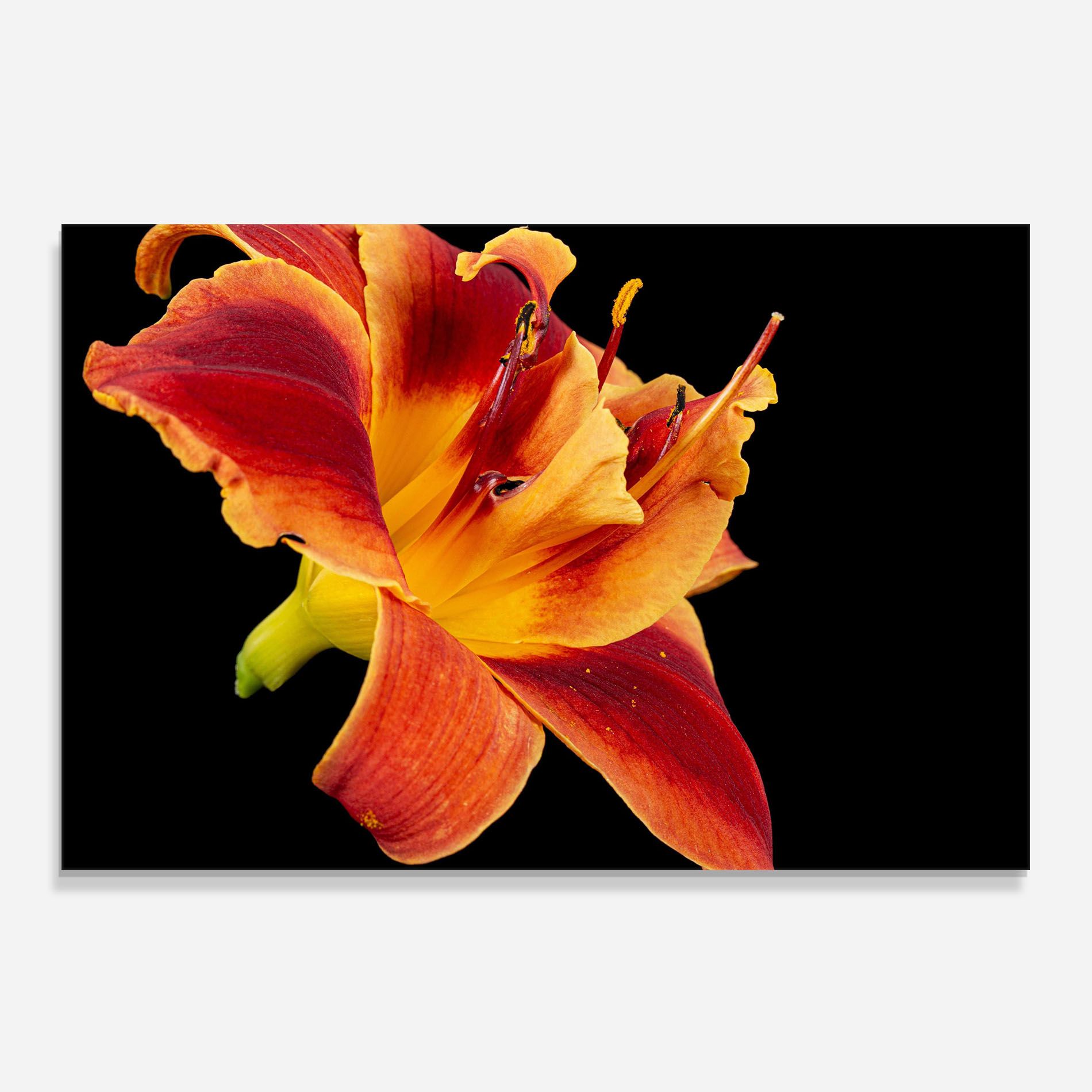 Exotic Orange Red mockup 0