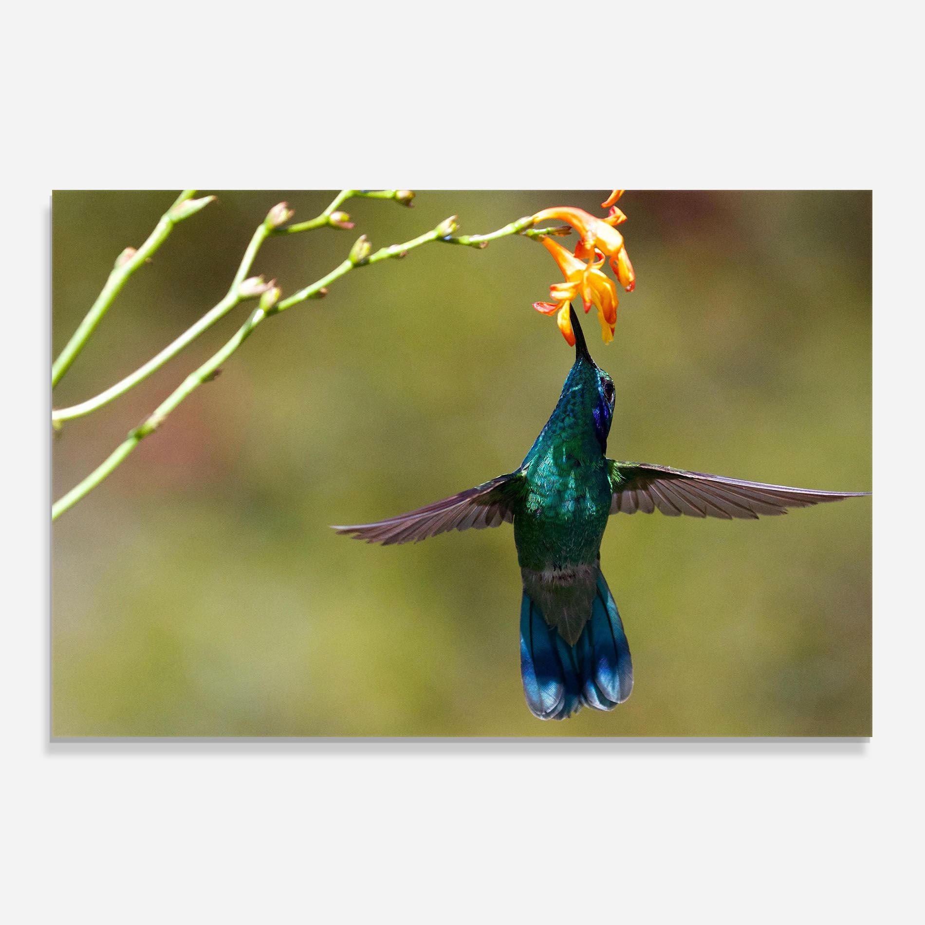 Orange Flower Exotic mockup 0