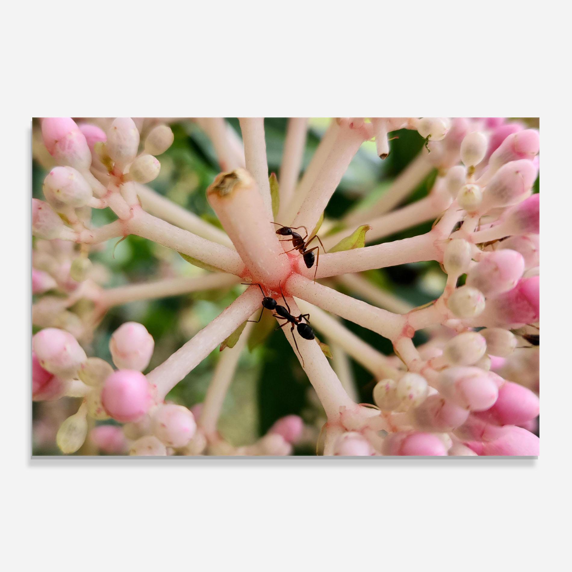 Konyhai üveg hátfal Pink Exotic Flower mockup 0