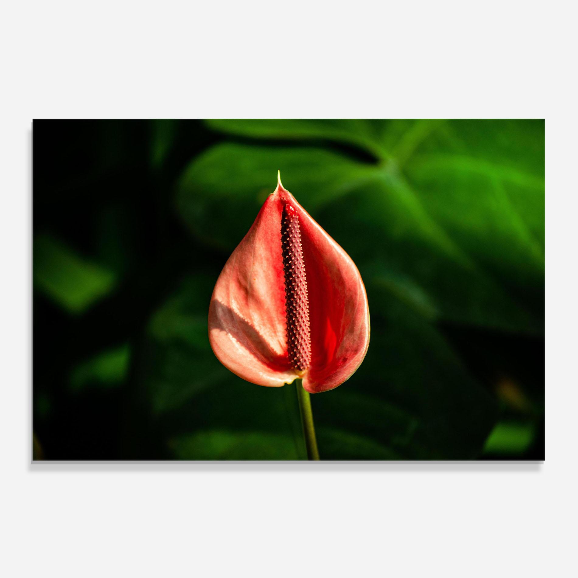 Konyhai üveg hátfal Plant Exotic Red mockup 0
