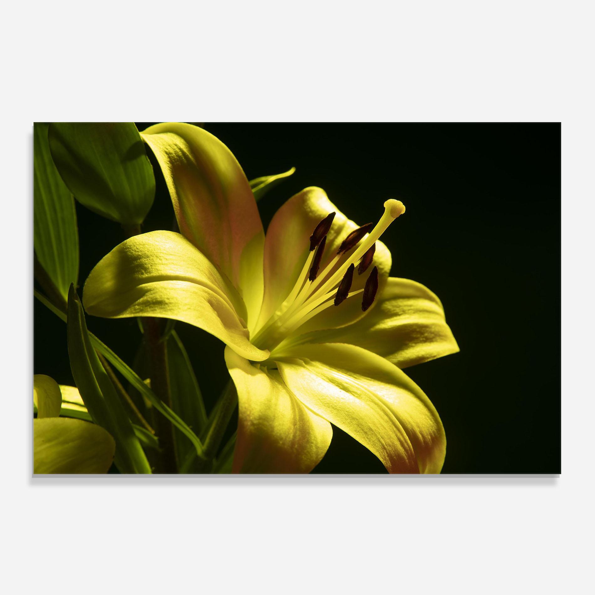 Konyhai üveg hátfal Yellow Gold Exotic mockup 0