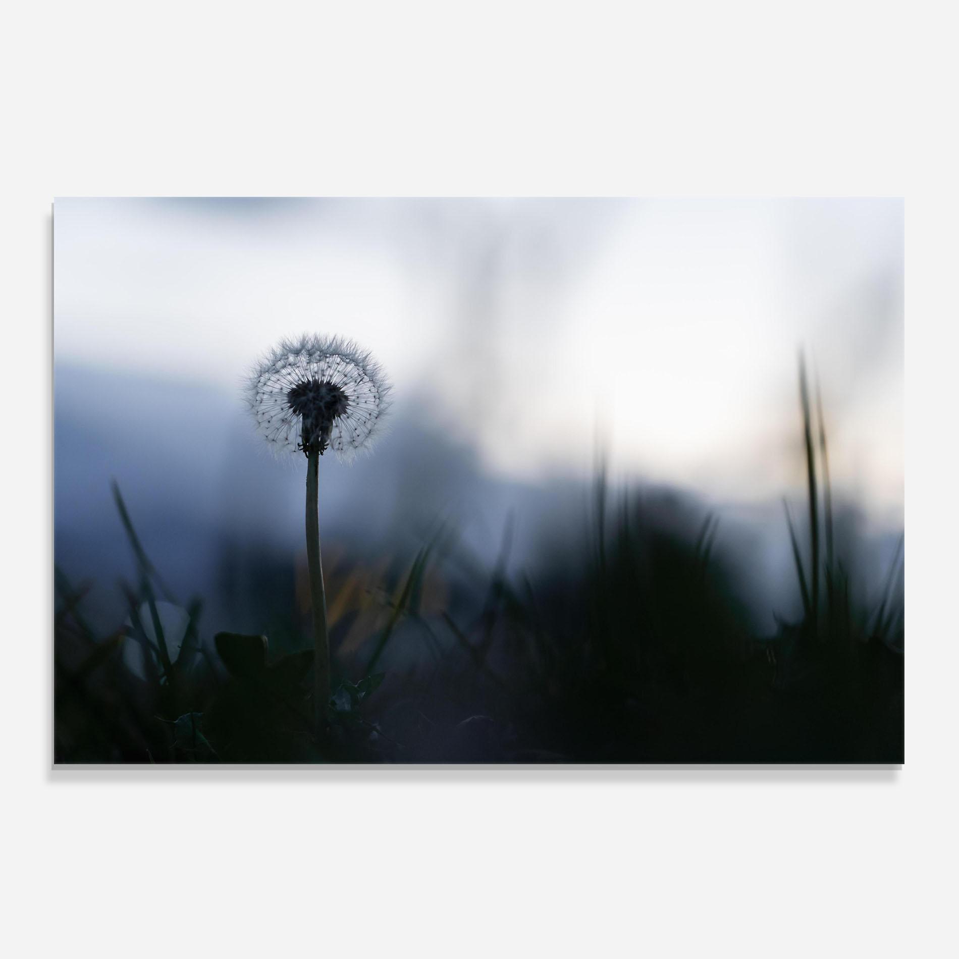 Konyhai üveg hátfal Dandelion Wild View mockup 0
