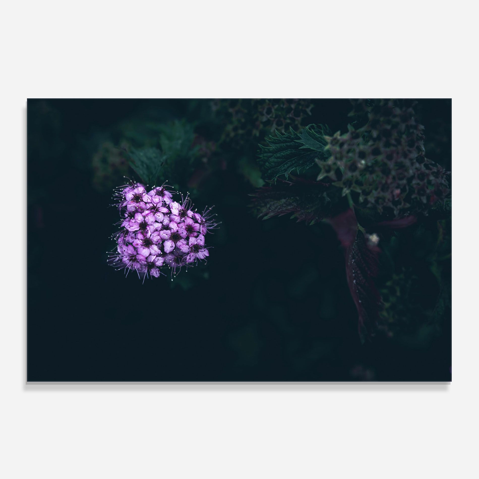 Dark Purple Flower mockup 0