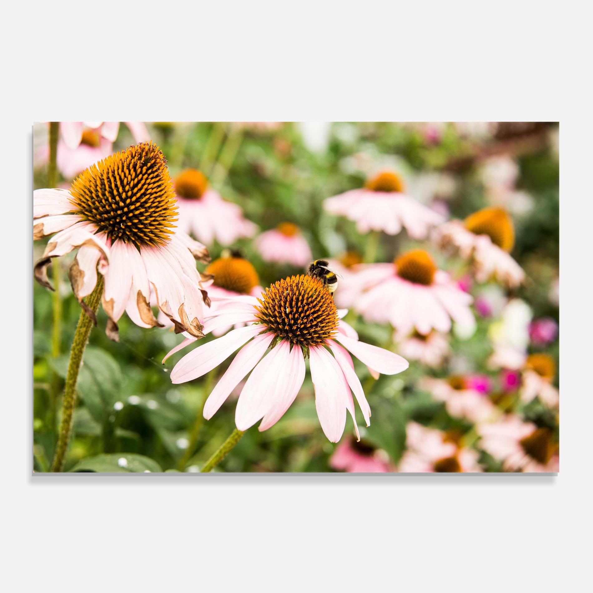 Konyhai üveg hátfal Daylight Bee mockup 0