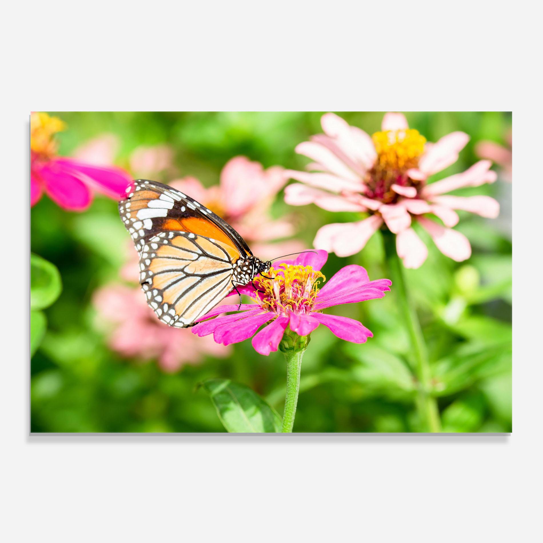 Konyhai üveg hátfal Daylight Butterfly mockup 0