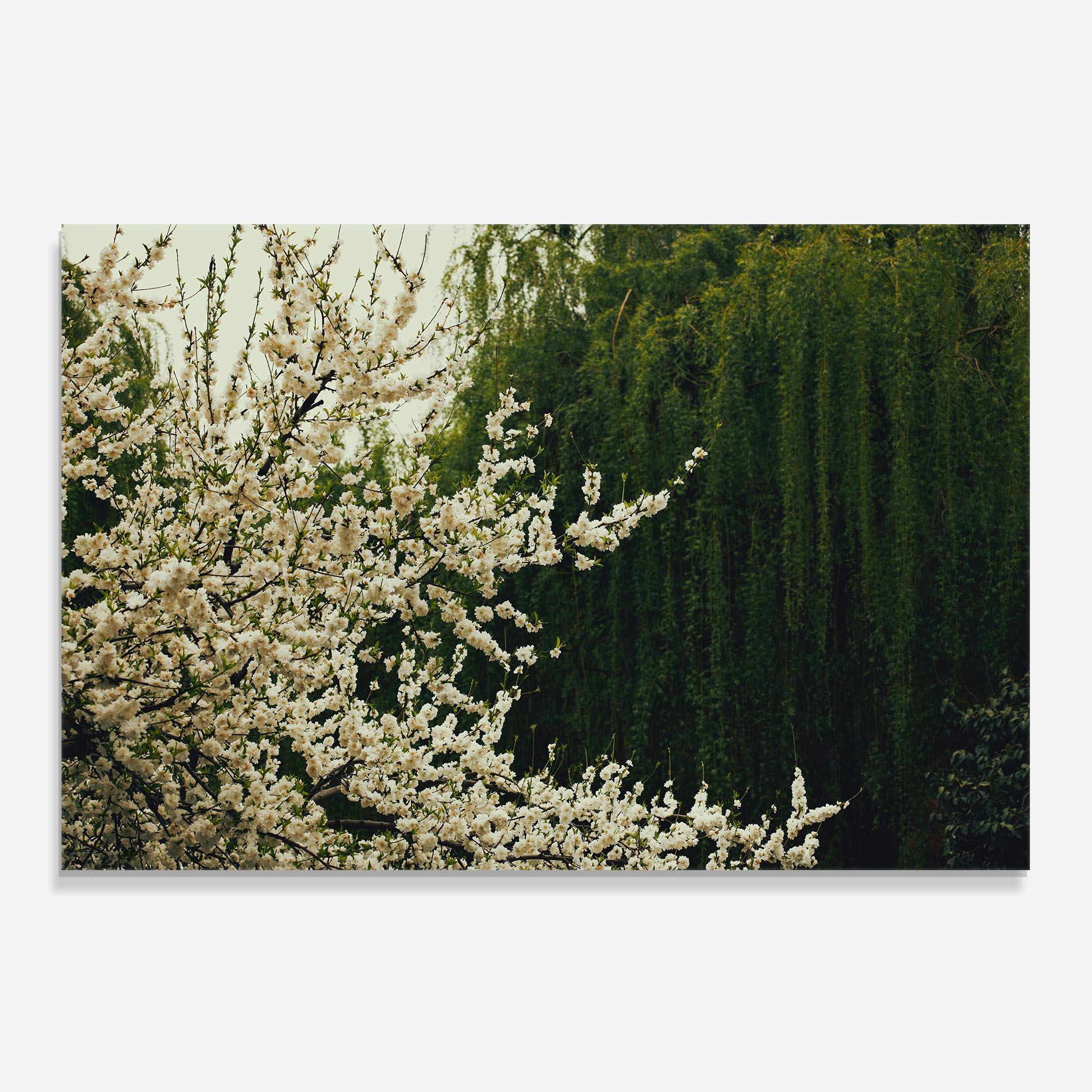 Nature Veiw Tree mockup 0