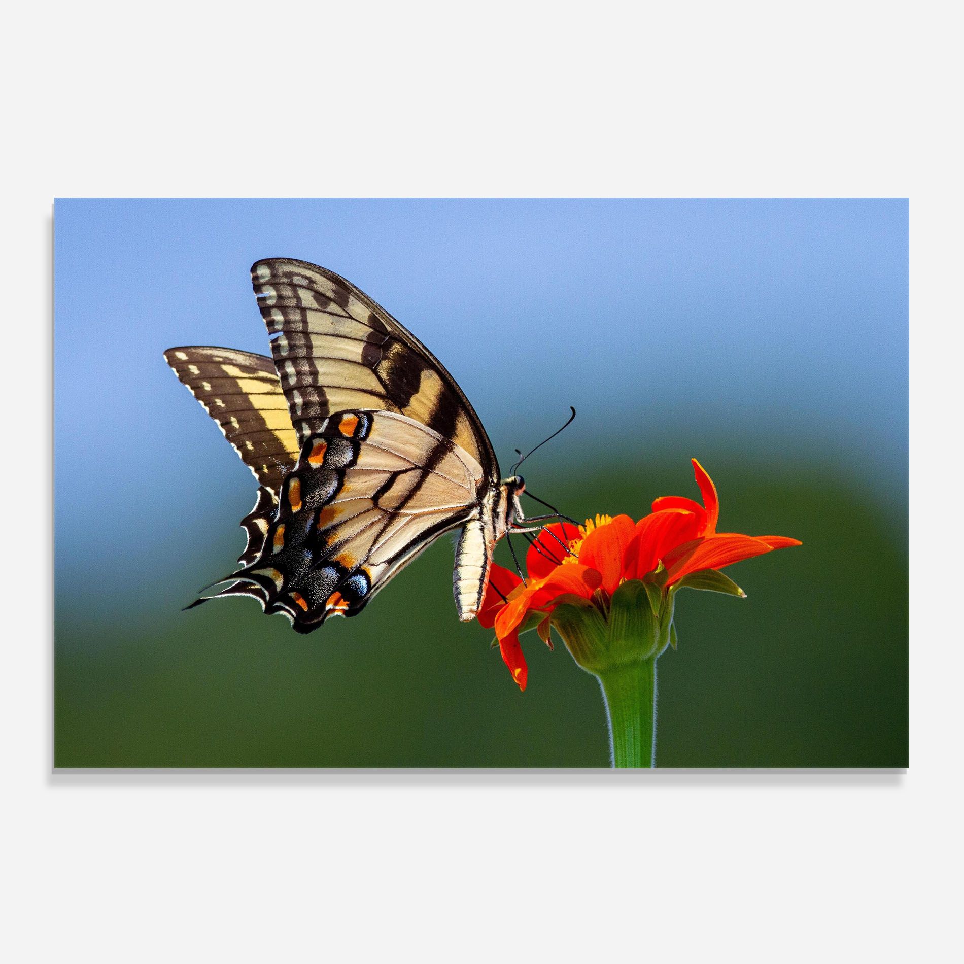 Red Flower Wild mockup 0