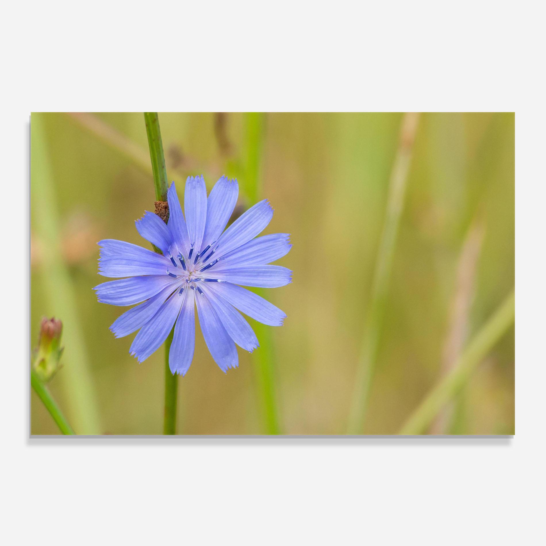 Konyhai üveg hátfal Wild Purple Blue mockup 0