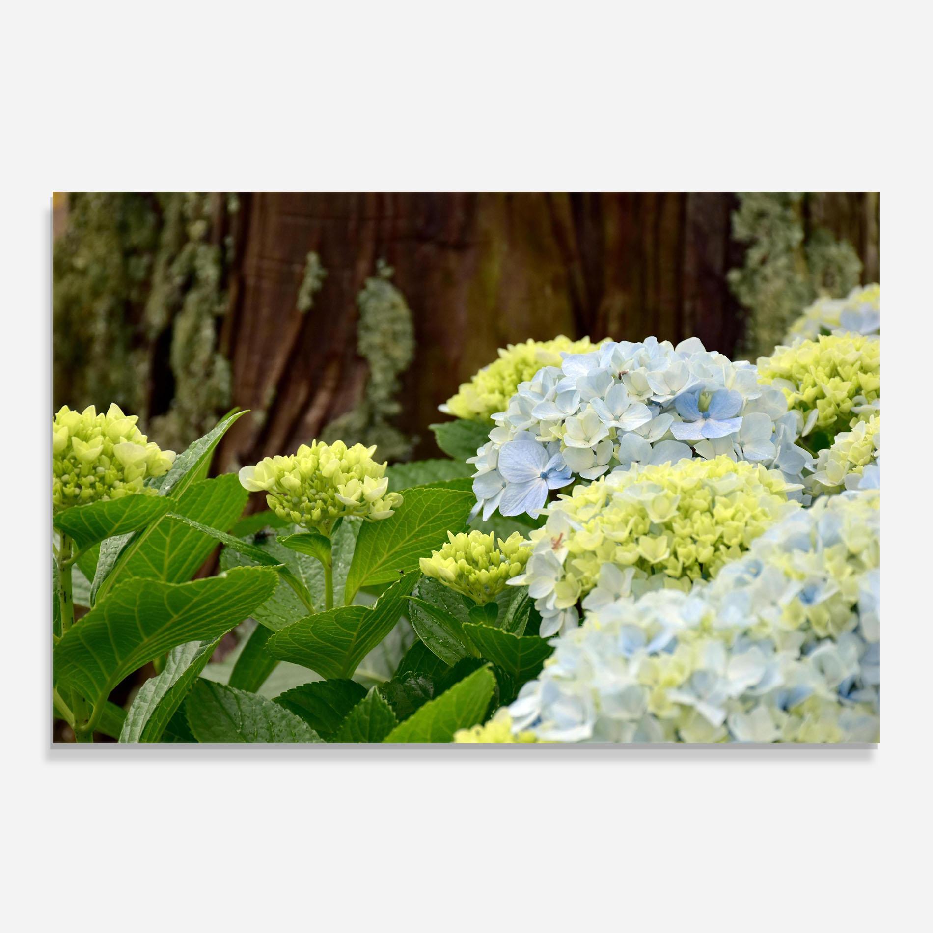 Konyhai üveg hátfal Wild Tree Flower mockup 0