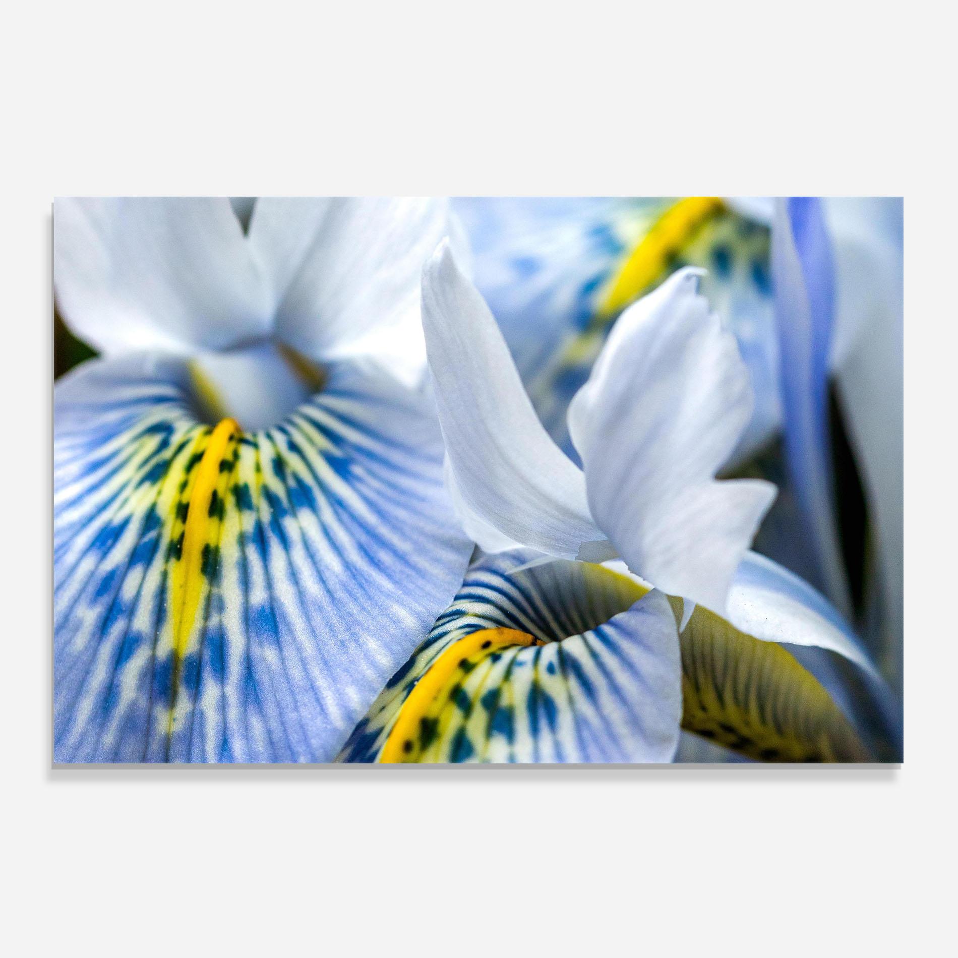 Konyhai üveg hátfal Blue Yellow Iris mockup 0