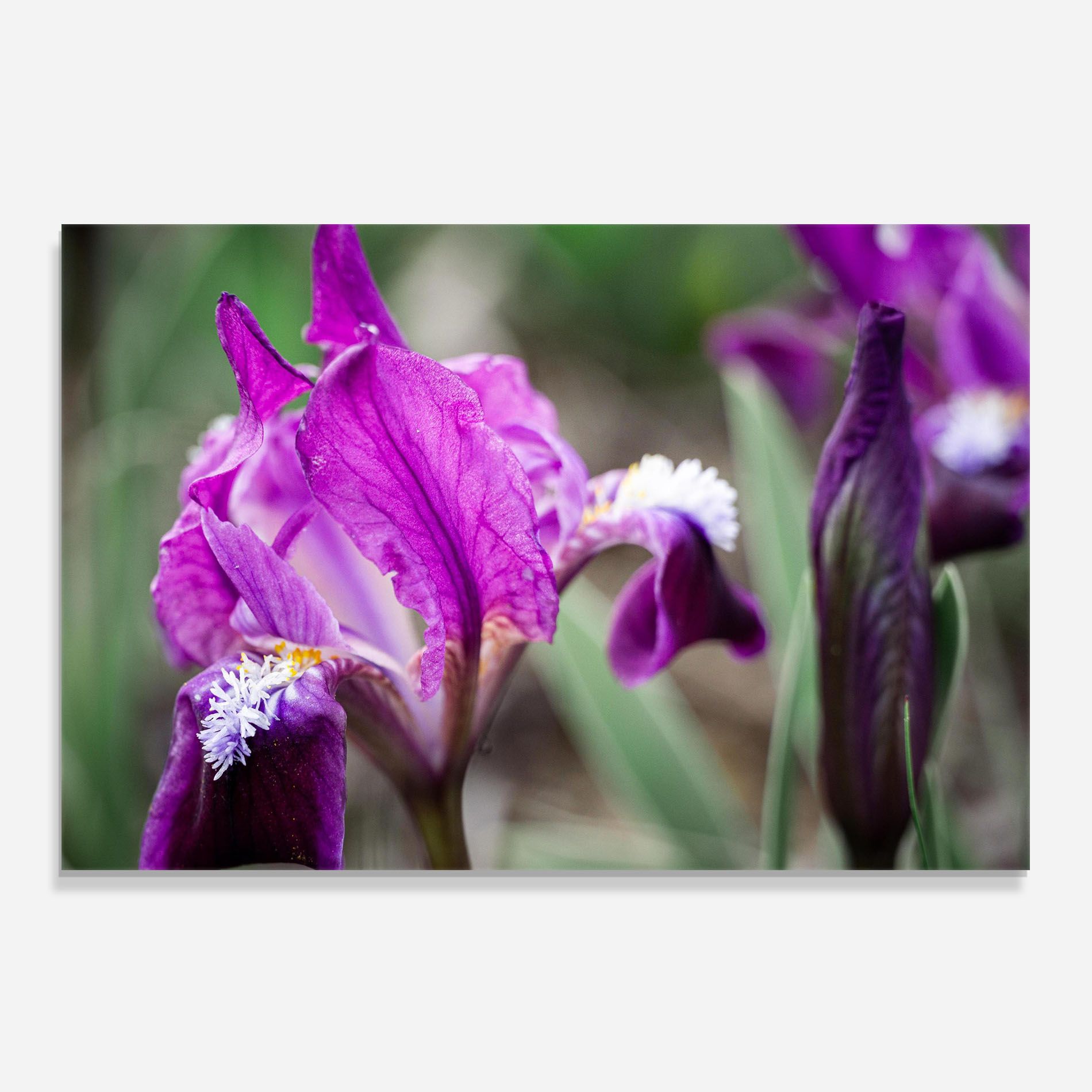 Dark Pink Iris mockup 0