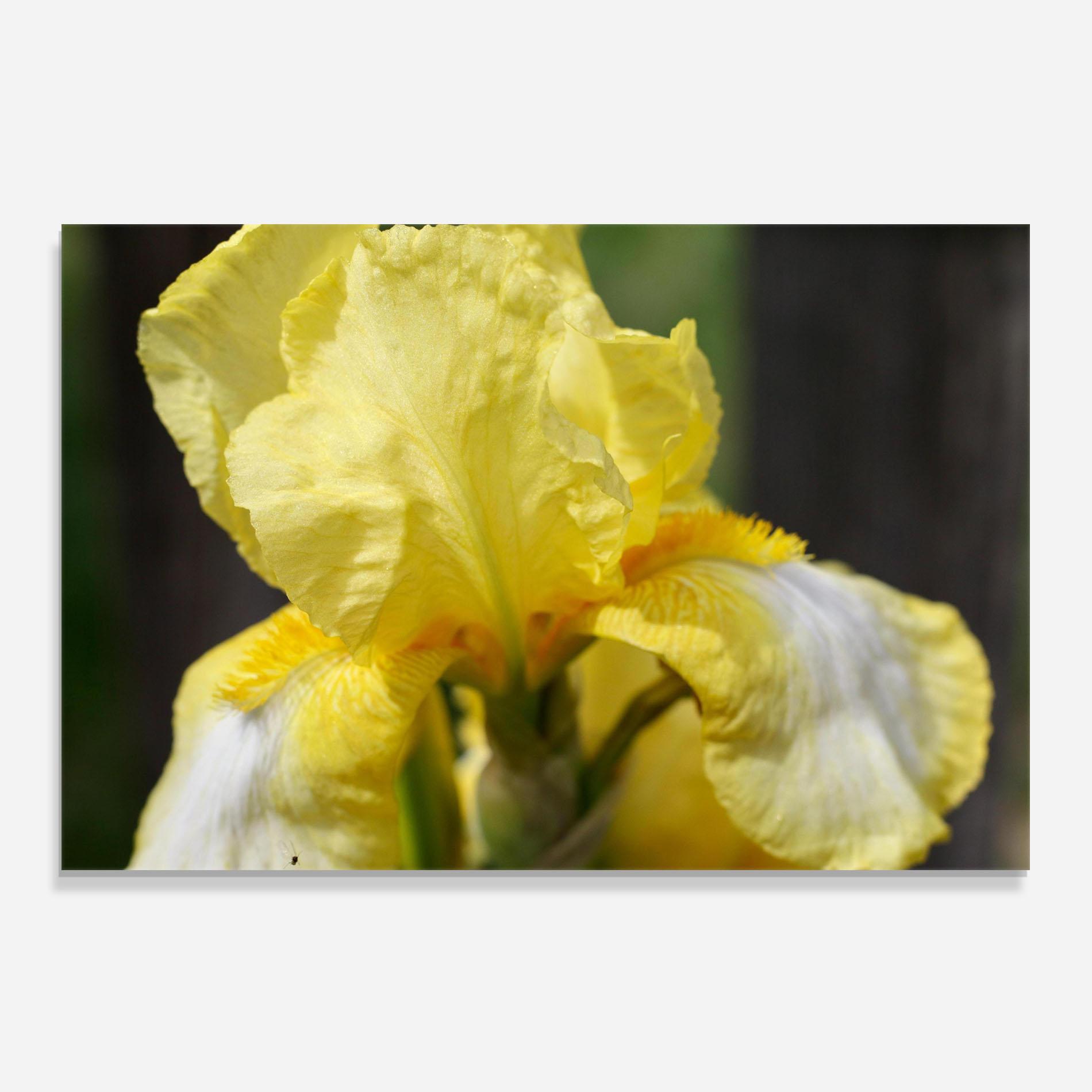 Konyhai üveg hátfal Garden Yellow Iris mockup 0
