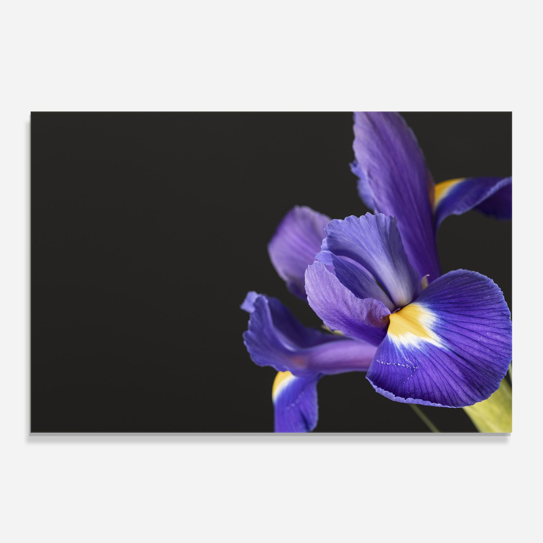 Iris On Black mockup 0