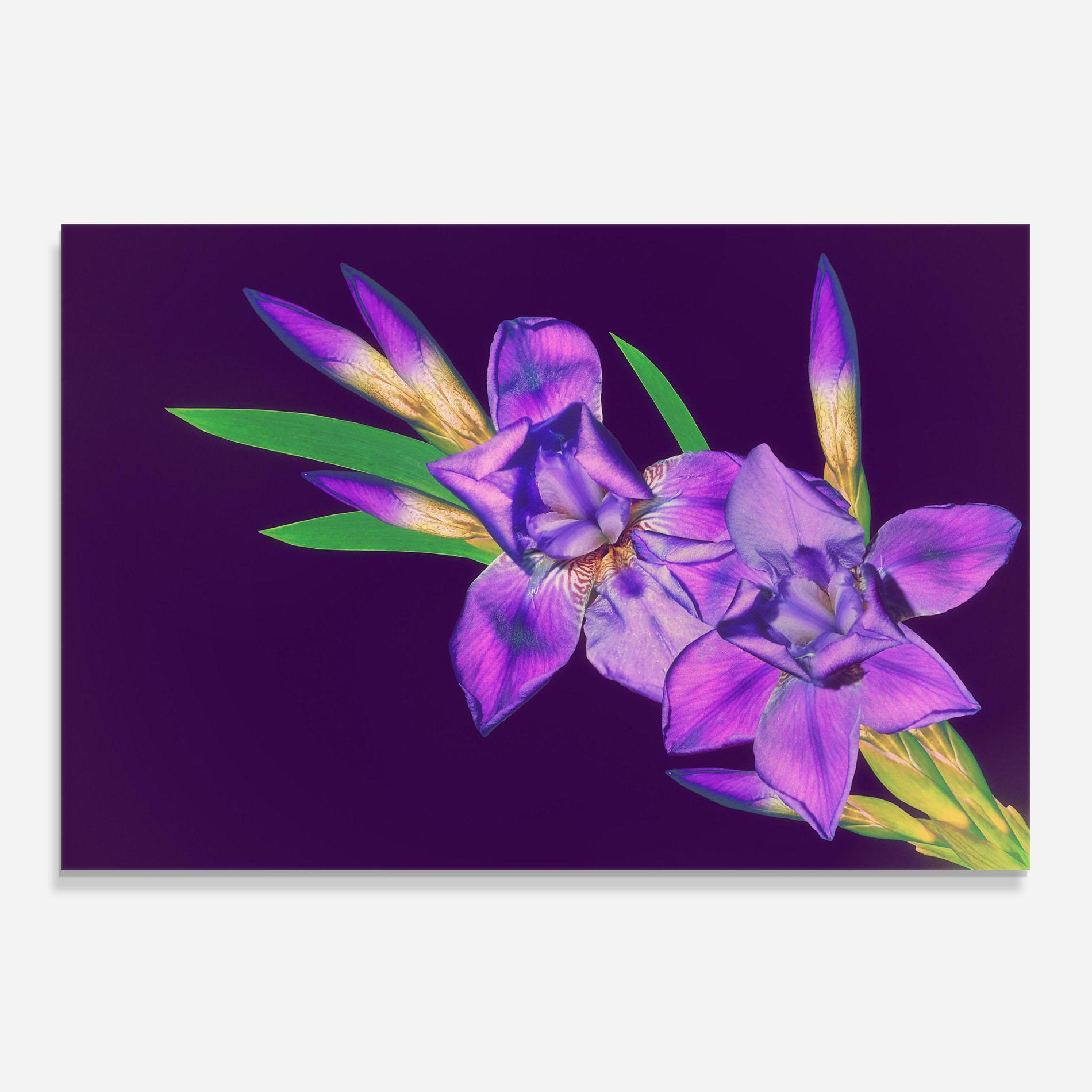 Konyhai üveg hátfal Iris On Purple mockup 0