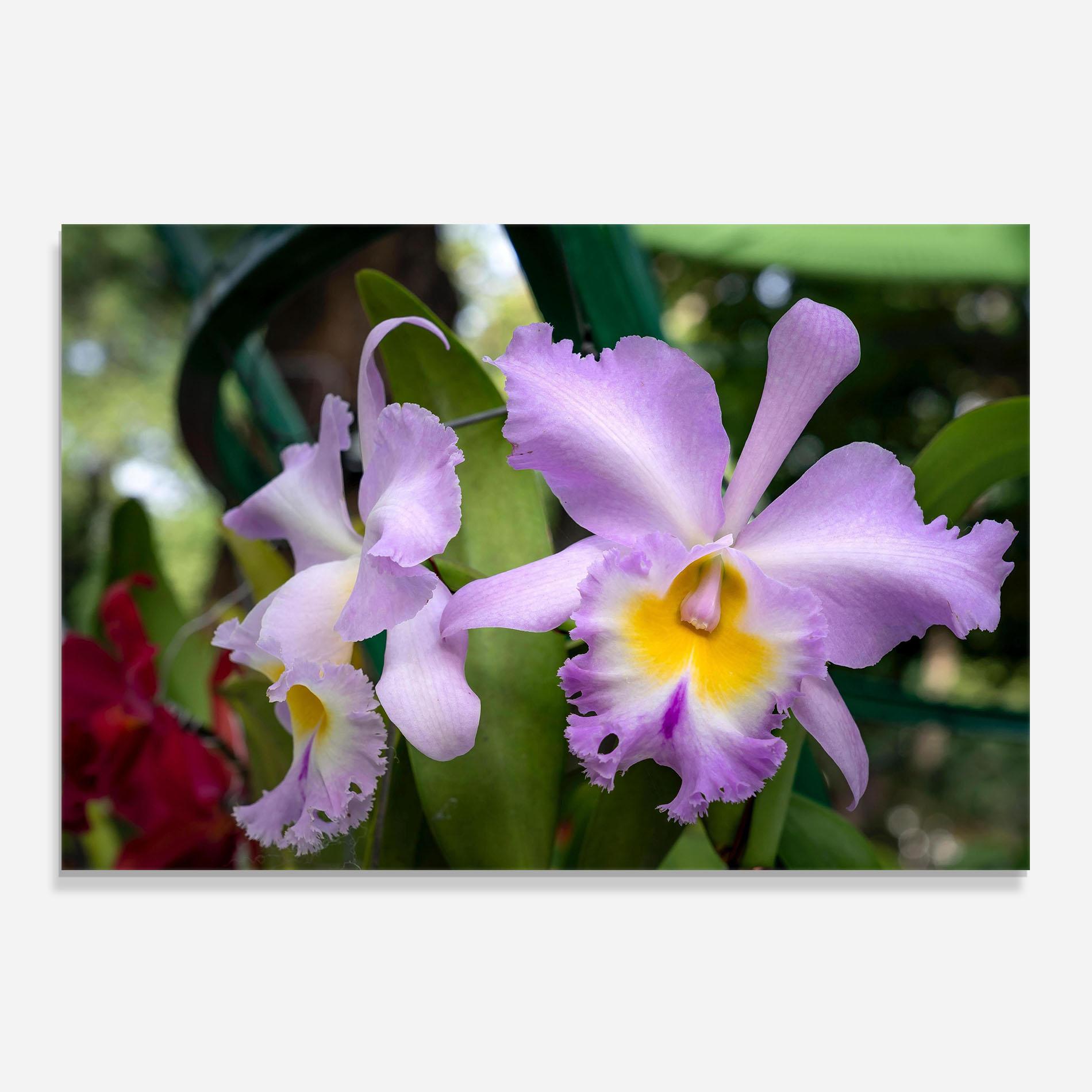 Konyhai üveg hátfal Light Purple Iris mockup 0