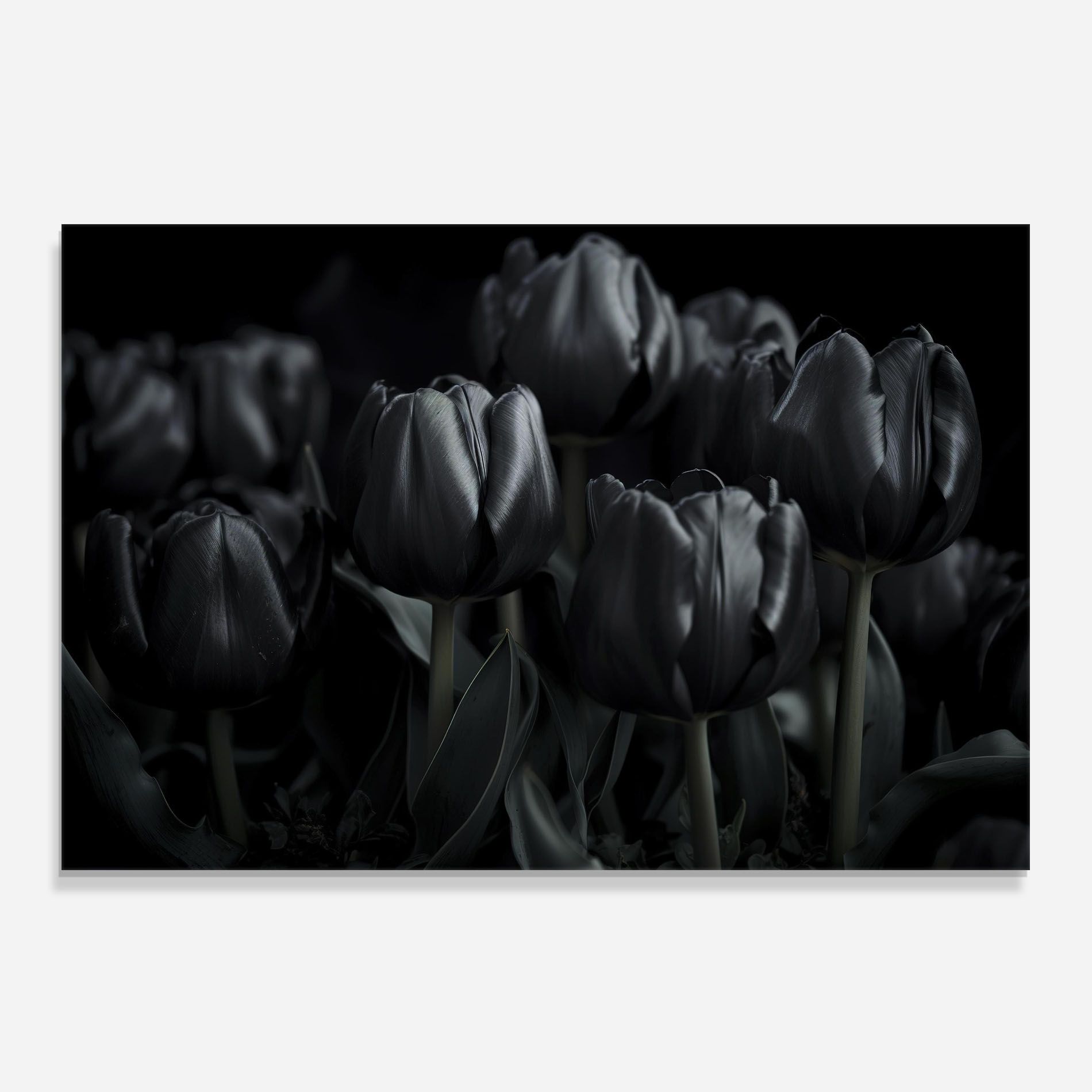 Black Tulips mockup 0