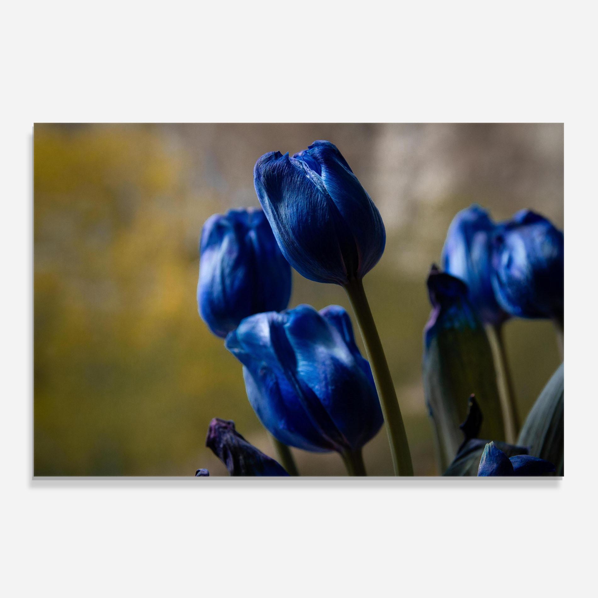Konyhai üveg hátfal Blue Tulips mockup 0