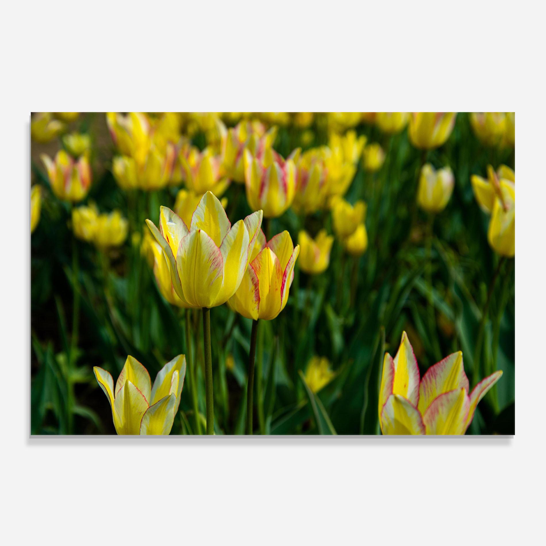 Konyhai üveg hátfal Light Yellow Tulips mockup 0