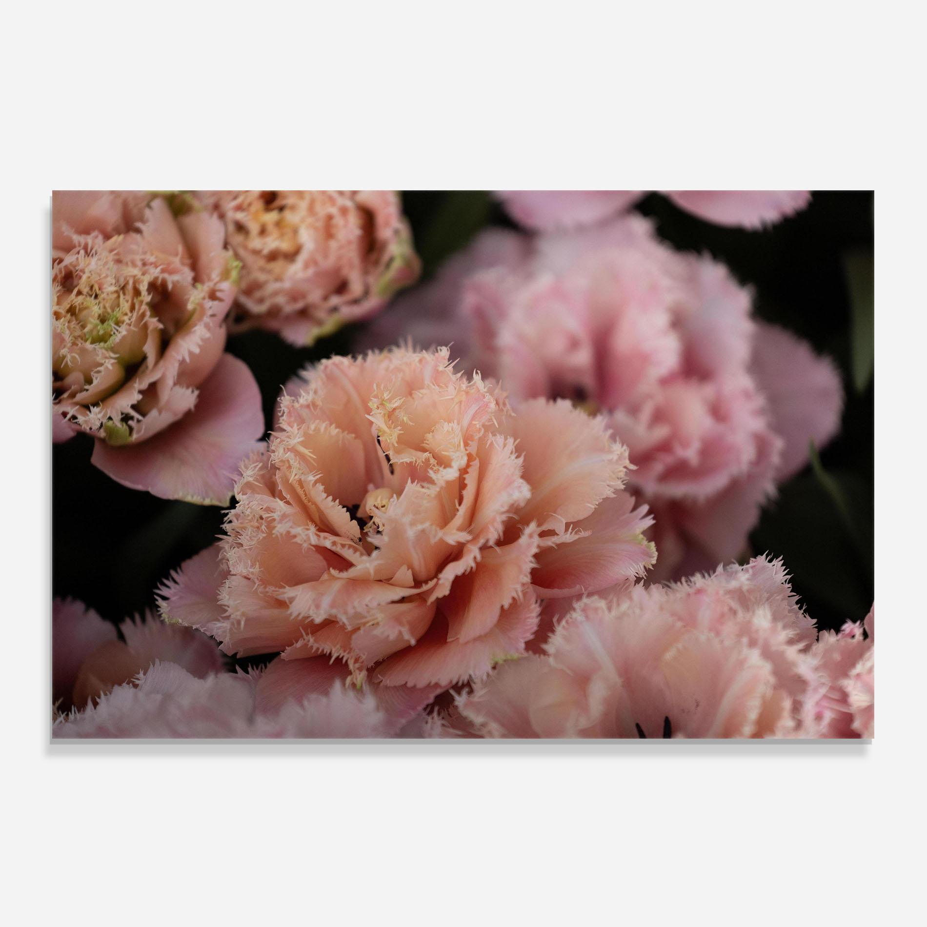Konyhai üveg hátfal Pastel Fringed Tulips mockup 0