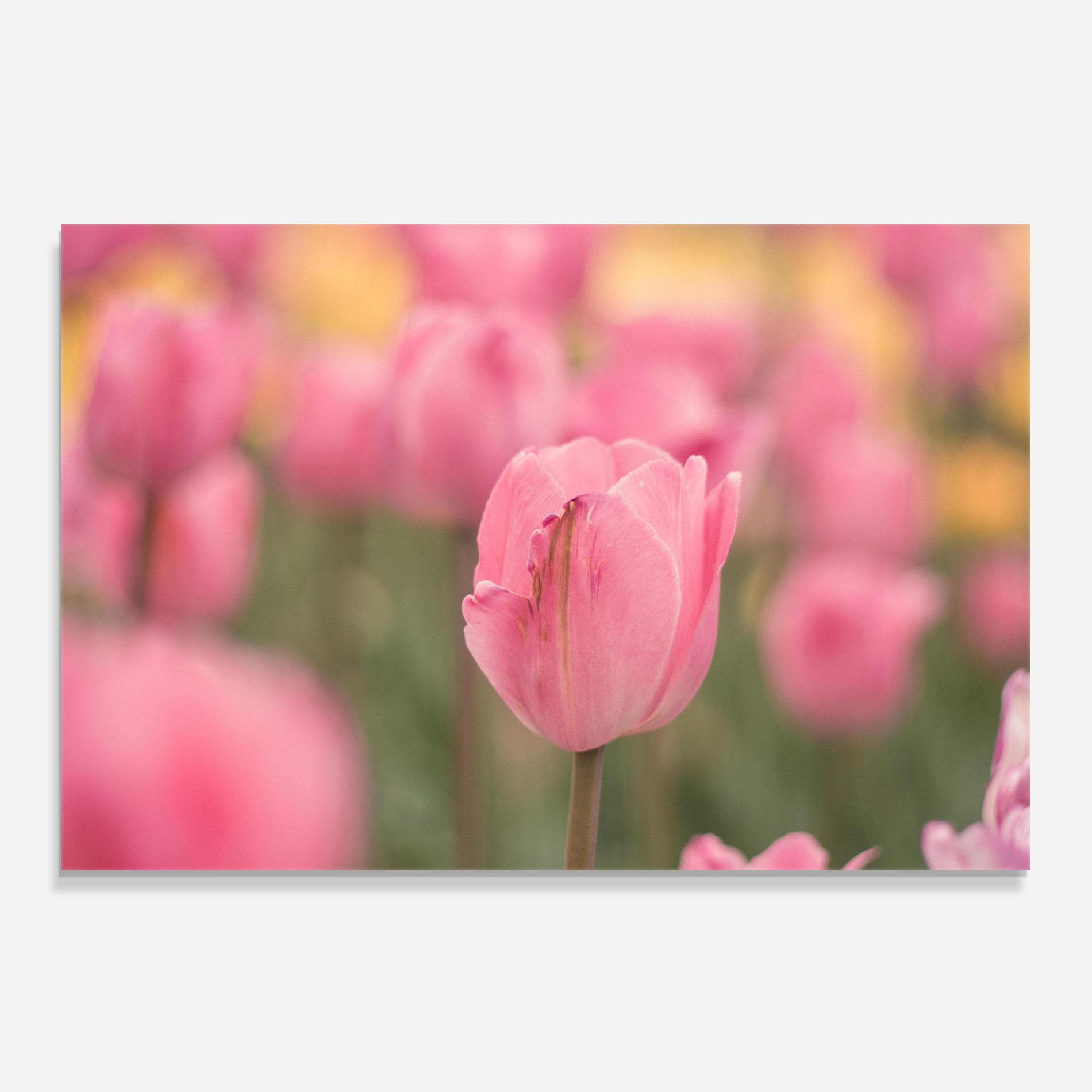 Konyhai üveg hátfal Pastel Tulips In Garden mockup 0