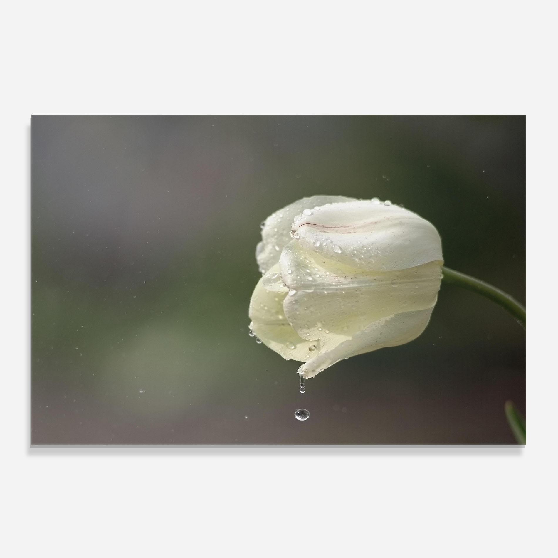 Konyhai üveg hátfal White Single Tulip mockup 0