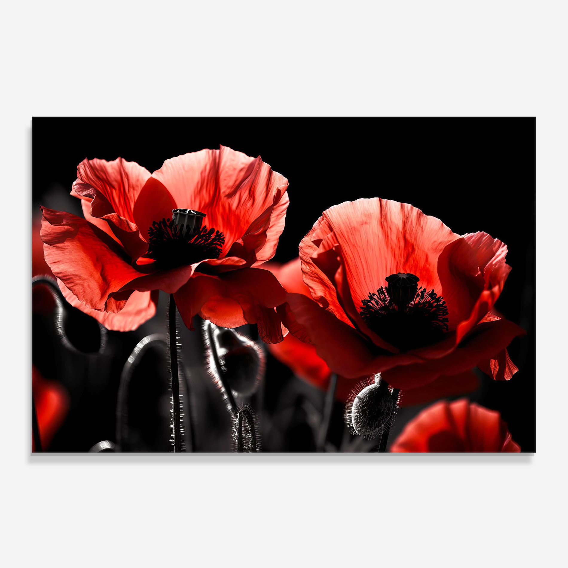 Light Red Poppy On Black mockup 0